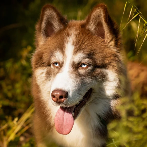 avatar canin Aki  Pixelsan photographe canin félin drôme