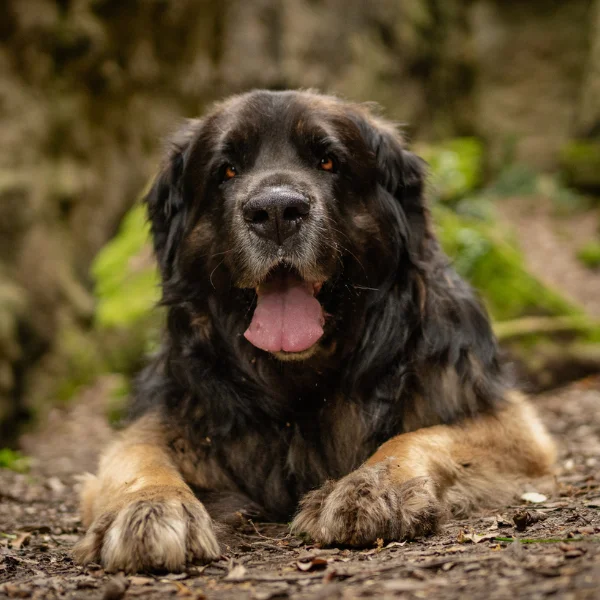 avatar canin Pandore  Pixelsan photographe canin félin drôme