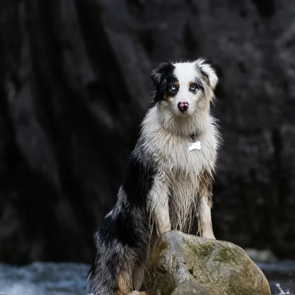 avatar canin Simba  Pixelsan photographe canin félin drôme