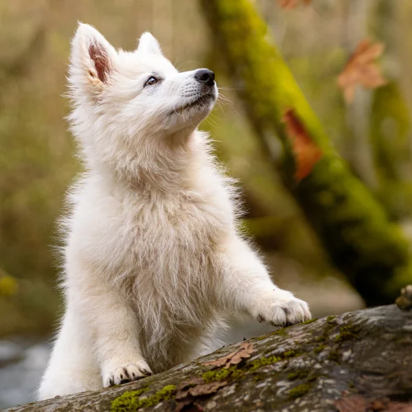 avatar canin Veikko Pixelsan photographe canin félin drôme