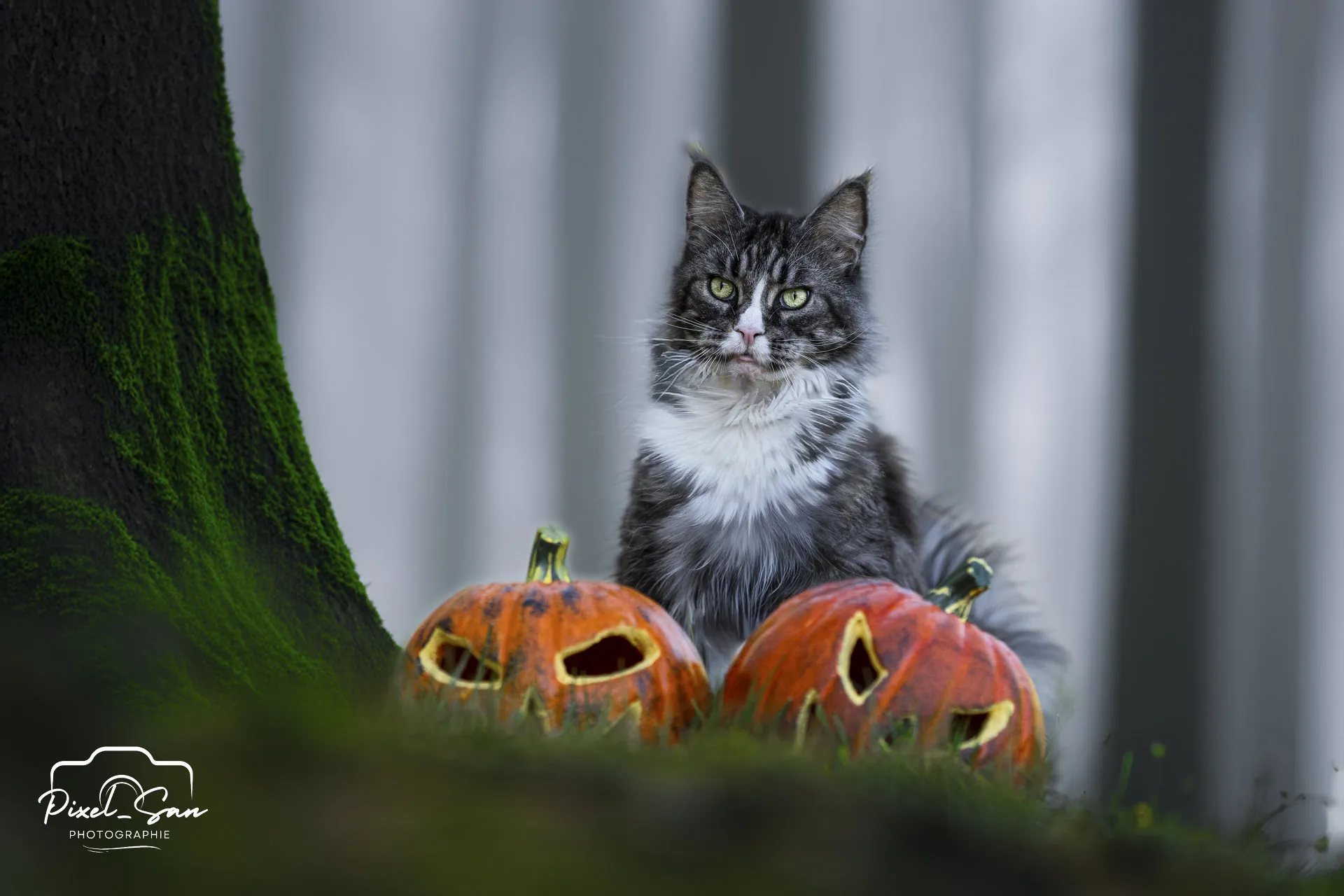 Portrait félin en douceur – Ardèche