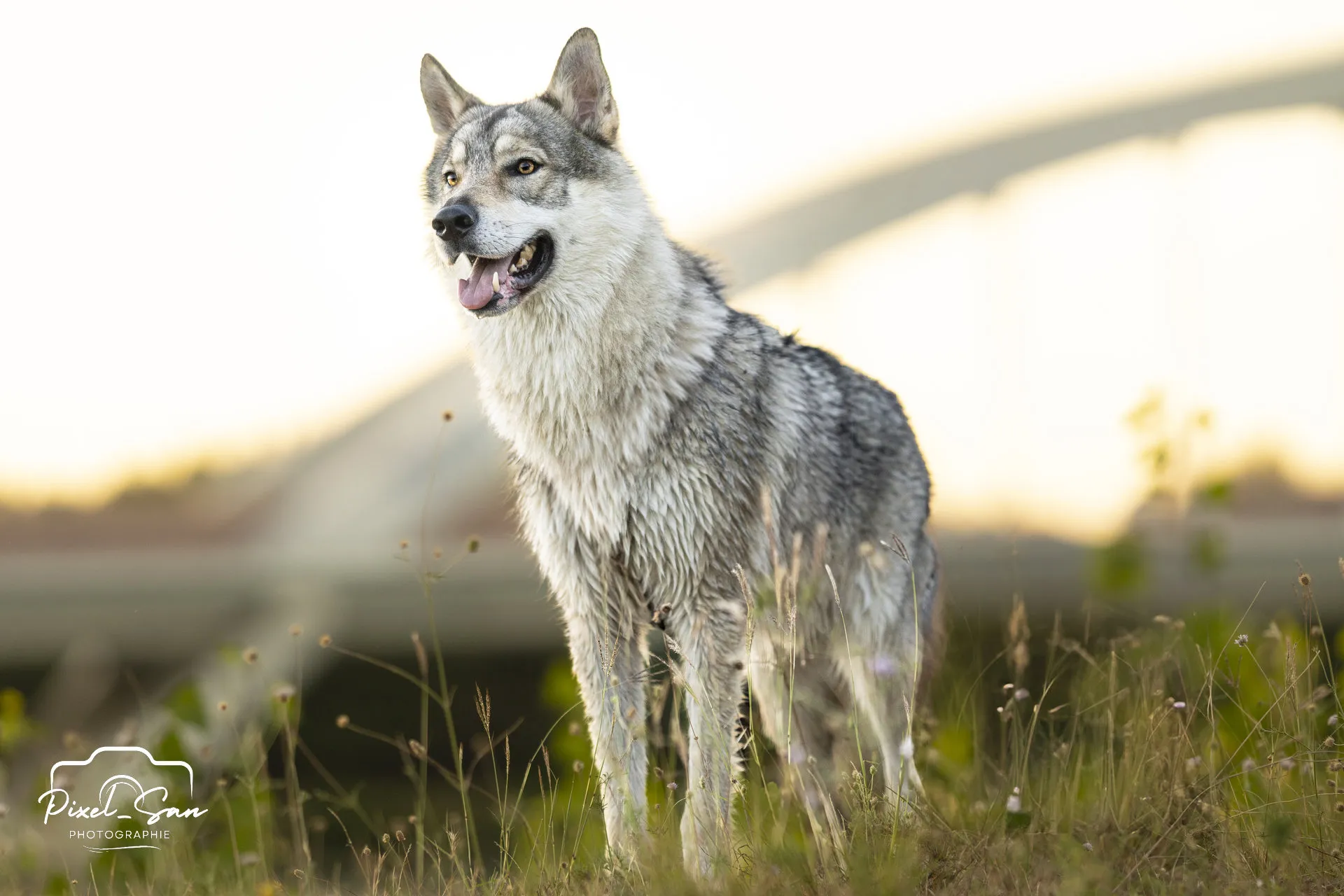 Pixelsan-photo-Balade-Loups-Shooting-PixelSan-Photographie-1