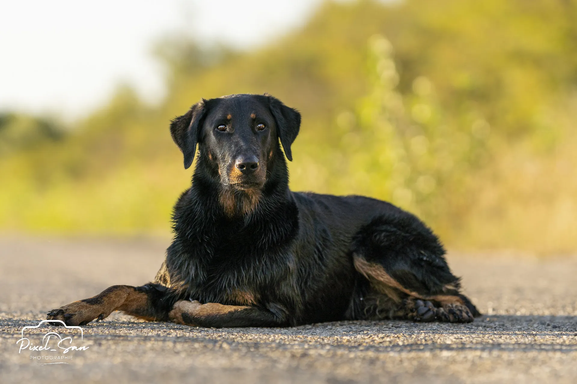 Pixelsan-photo-Balade-Loups-Shooting-PixelSan-Photographie