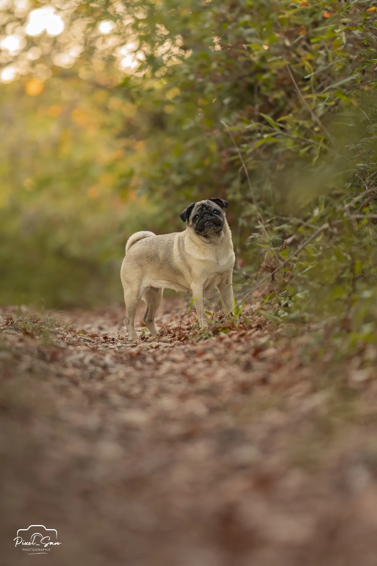 Chien photographié en forêt – Drôme