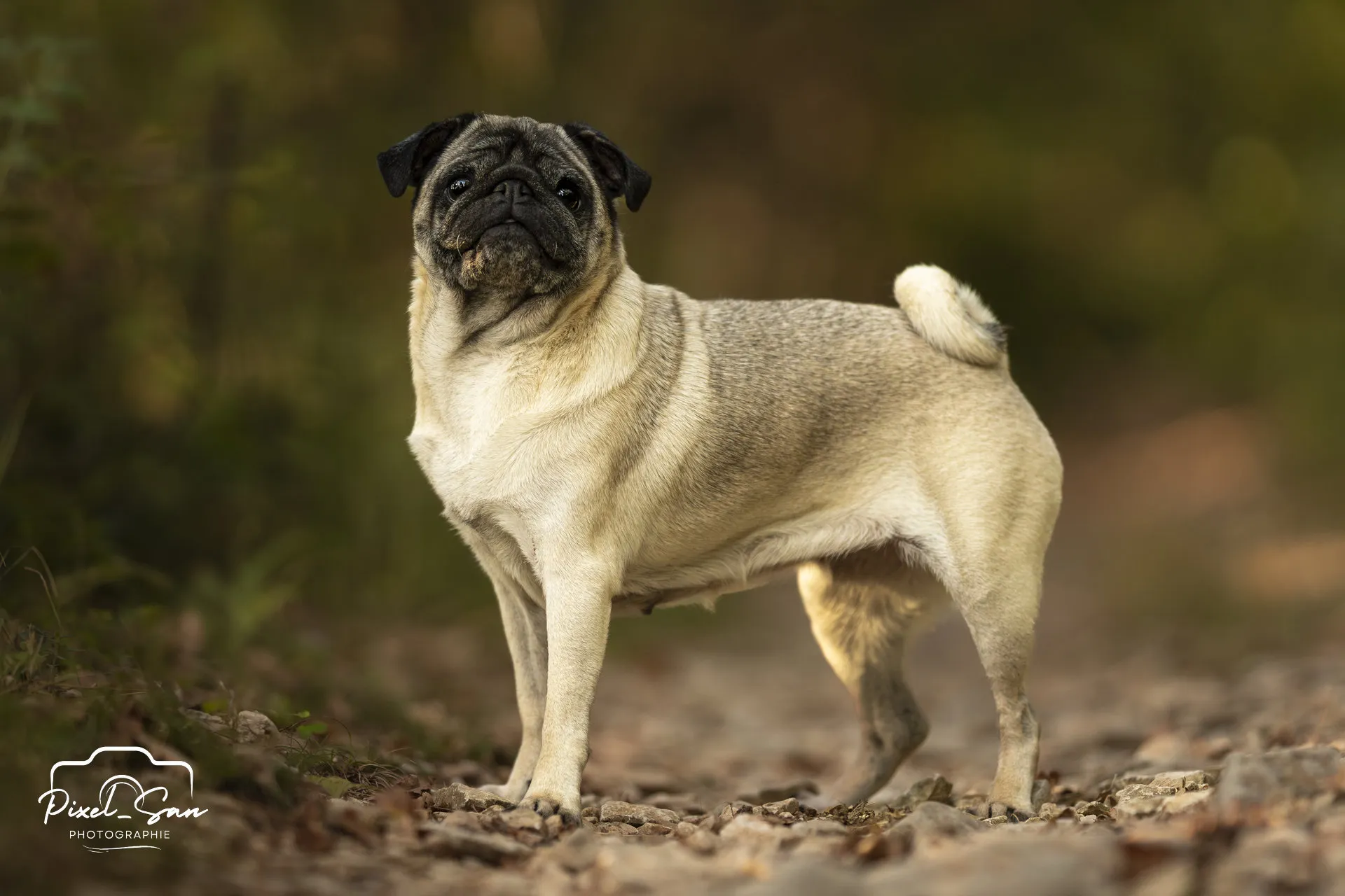 Portrait d'un carlin dans la forêt - Drôme