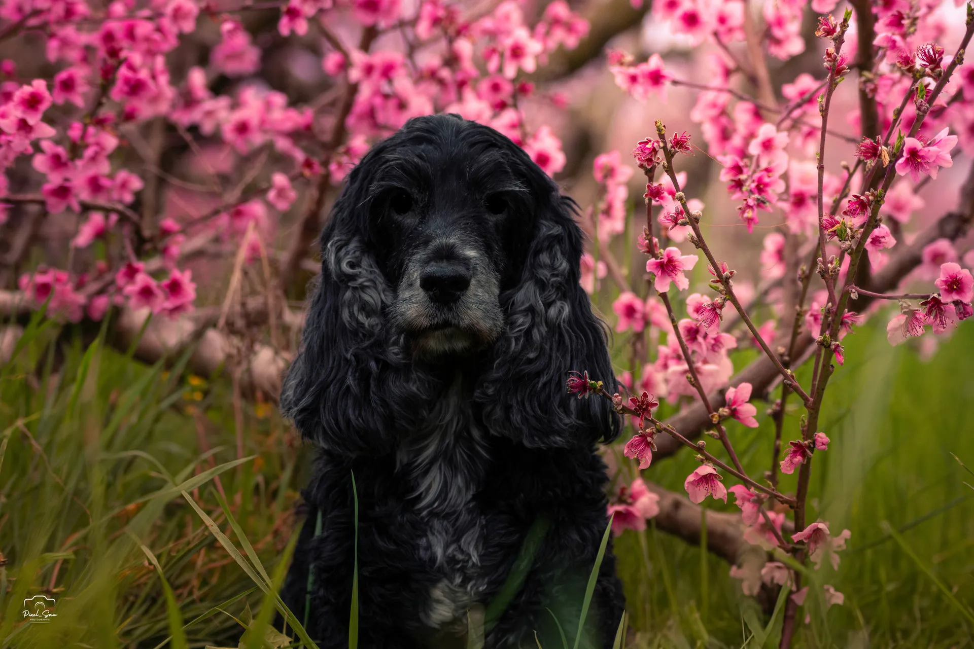 Séance photo canine en prairie – Ardèche
