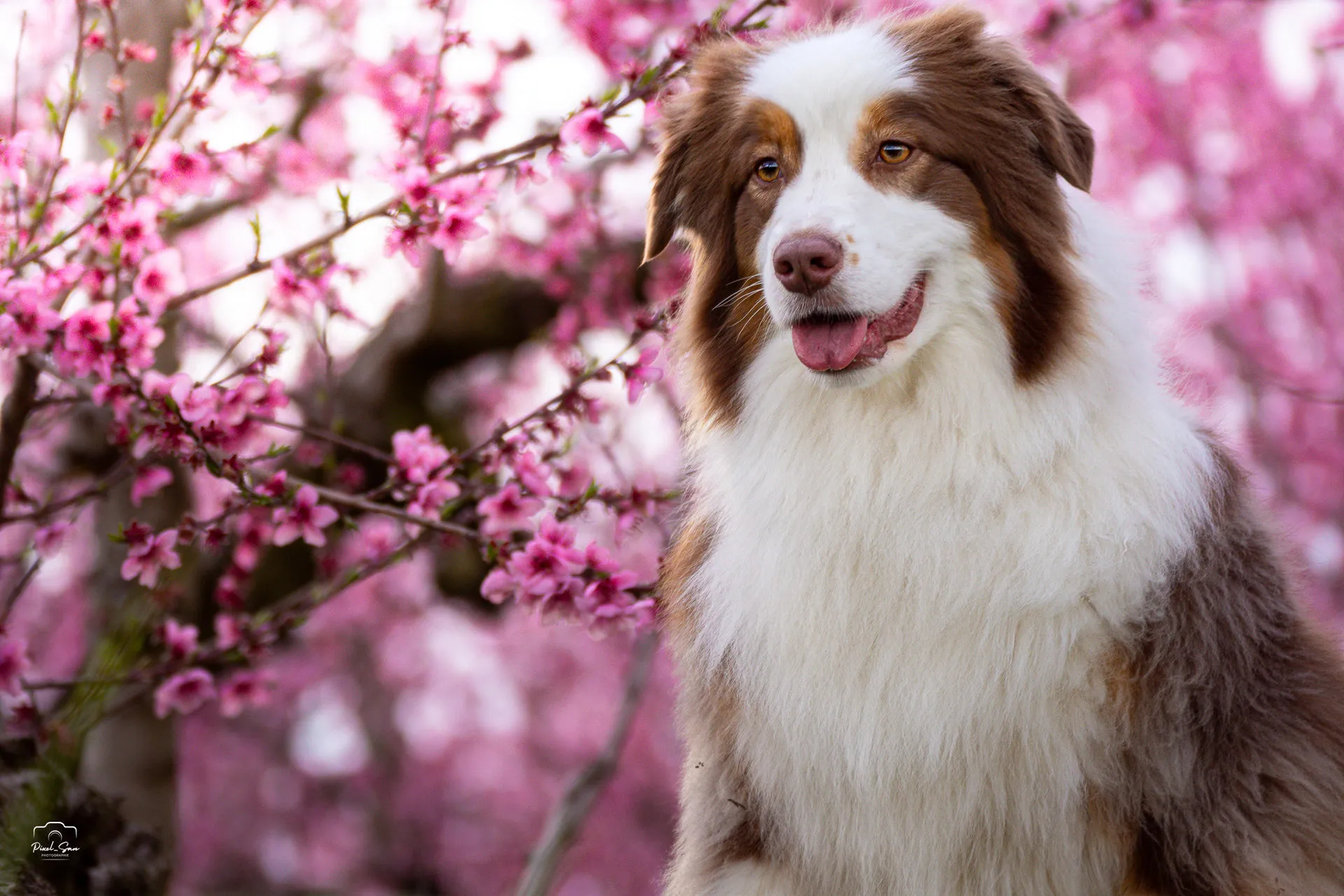 Portrait rapproché en pleine nature – Drôme