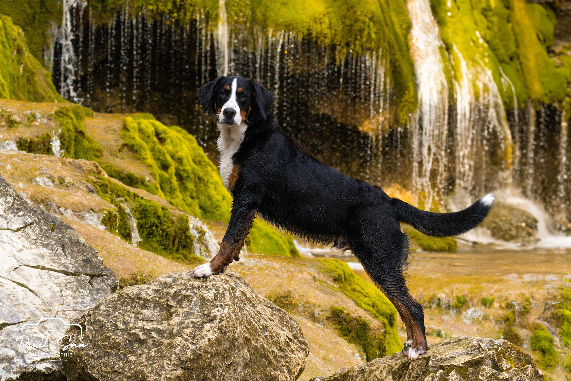 Portrait animalier avec regard tendre – Ardèche