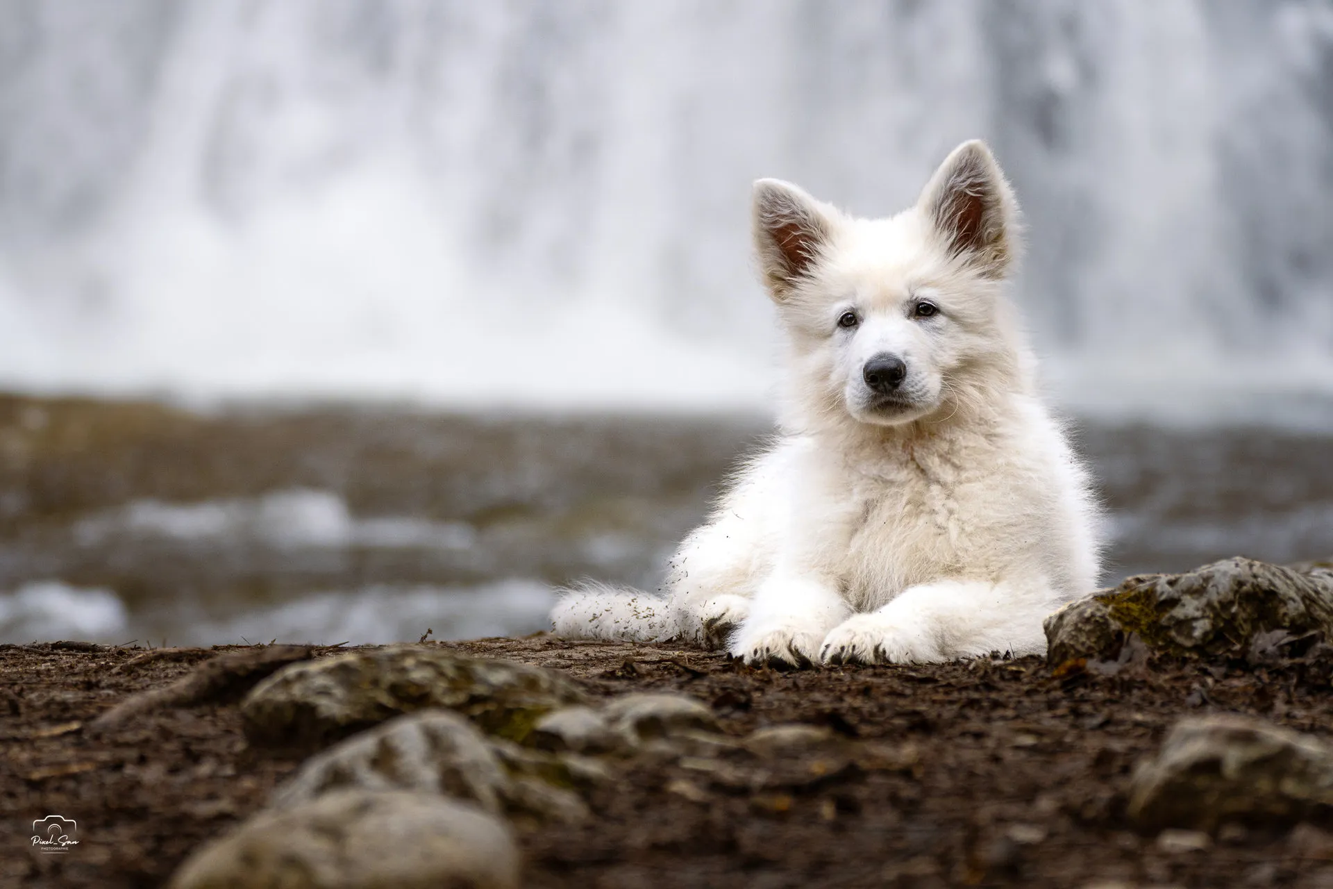 Séance photo canine avec une cascade en arrière-plan – Drôme