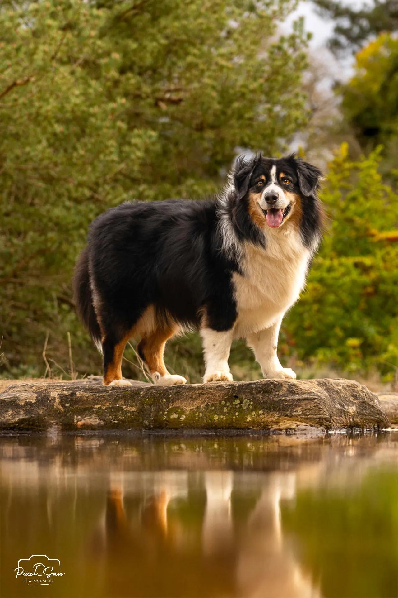 Séance photo canine au bord de l’eau – Drôme