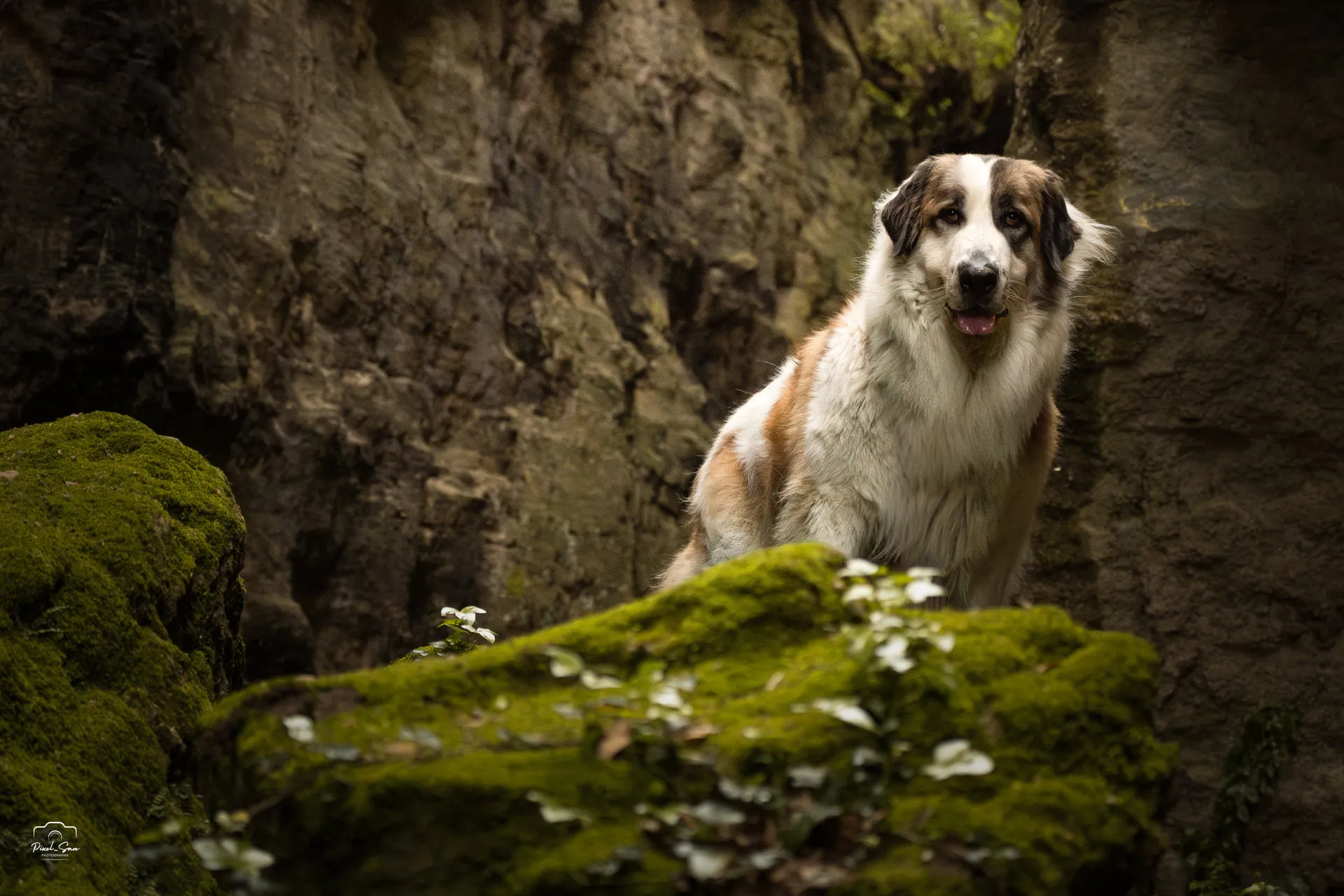 Séance photo canine au cœur de la nature – Drôme