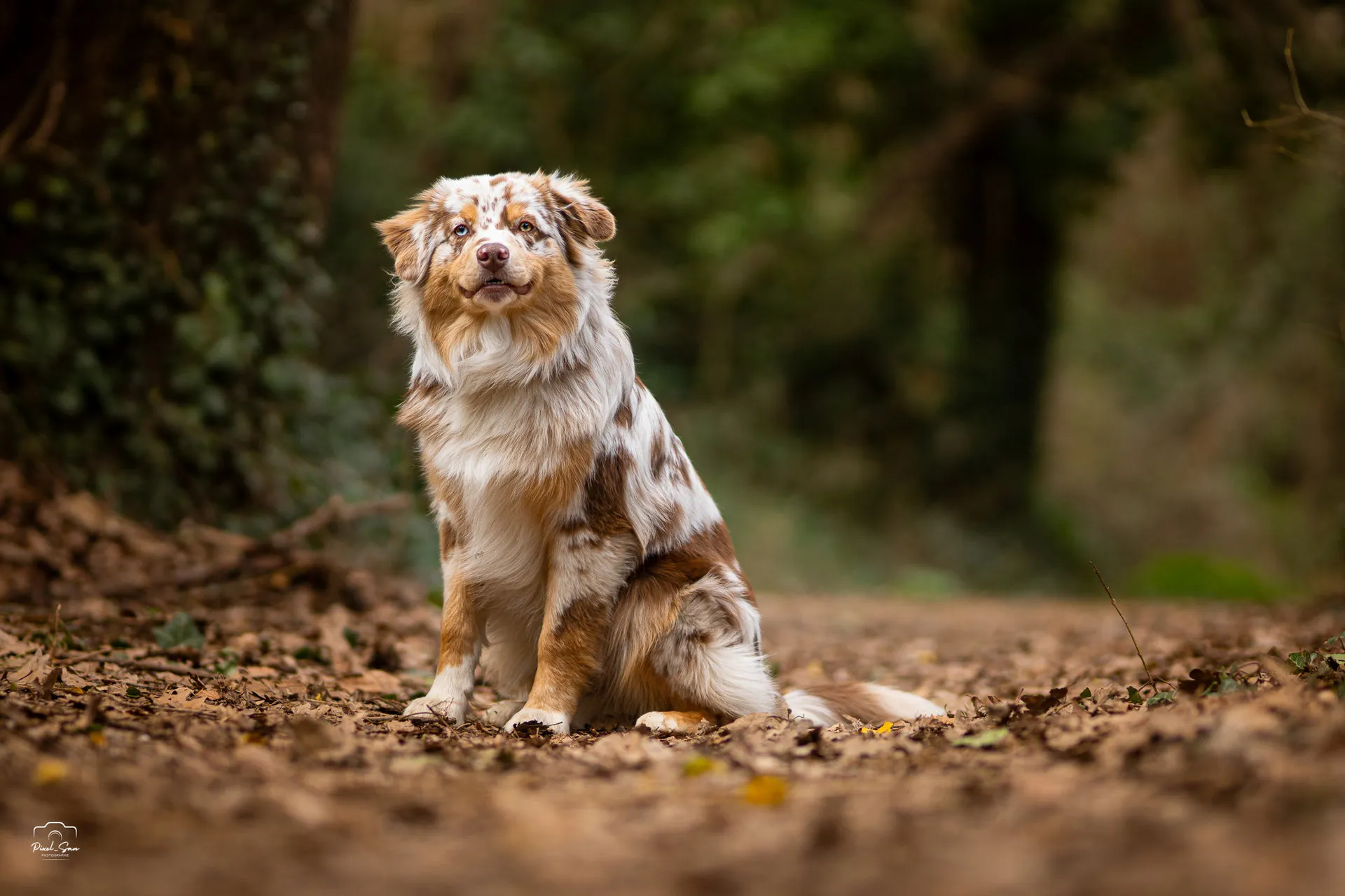 Portrait animalier avec regard tendre – Ardèche