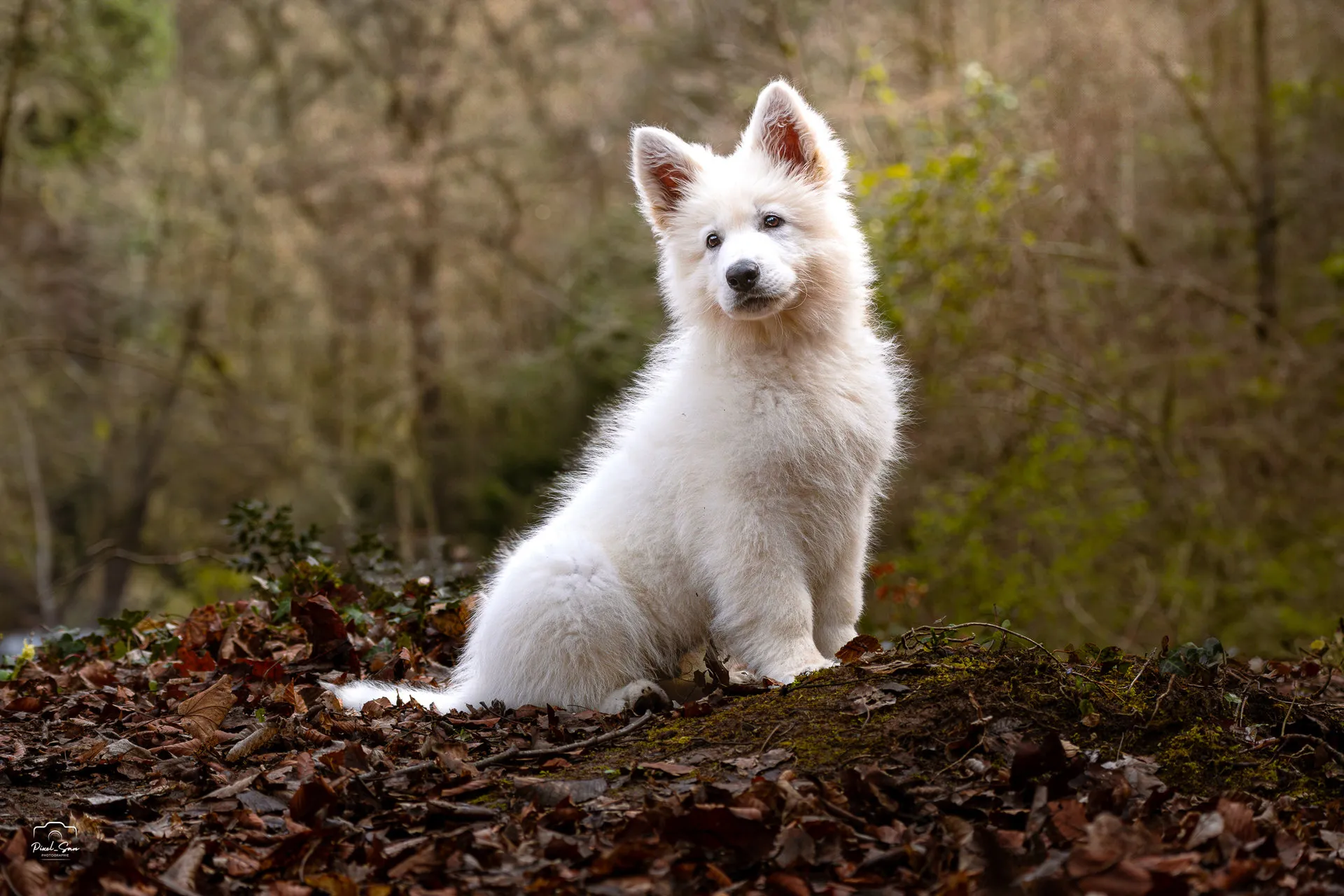 Portrait animalier en lumière douce – Drôme