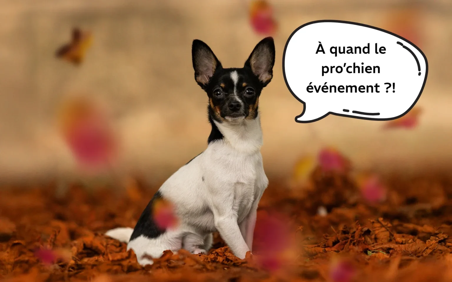 petit chien attendant le prochain évènement de pixelsan photographe pour chiens et chat en drôme et ardèche