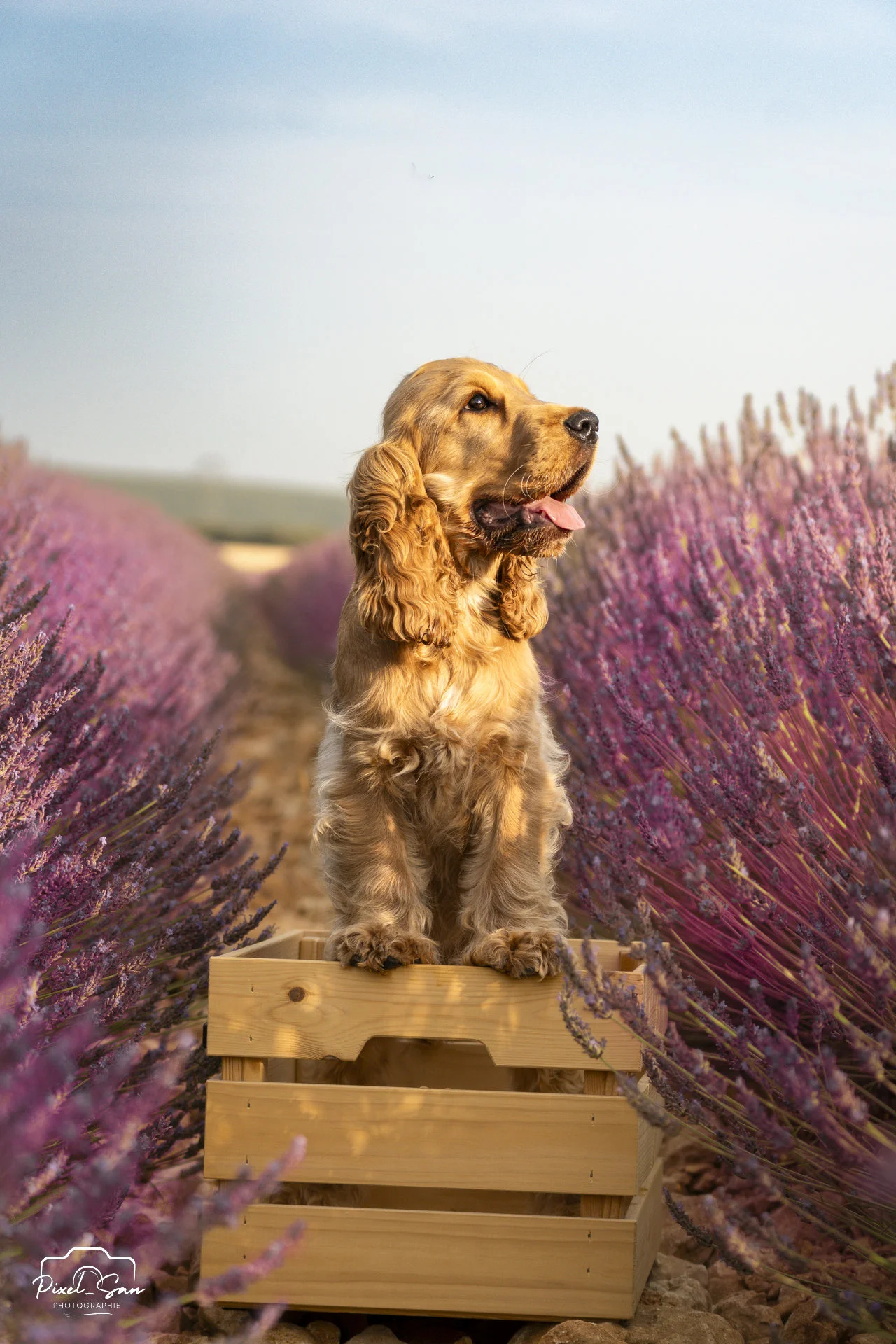 photo-canince-exterieur-lavandes-pixelsan