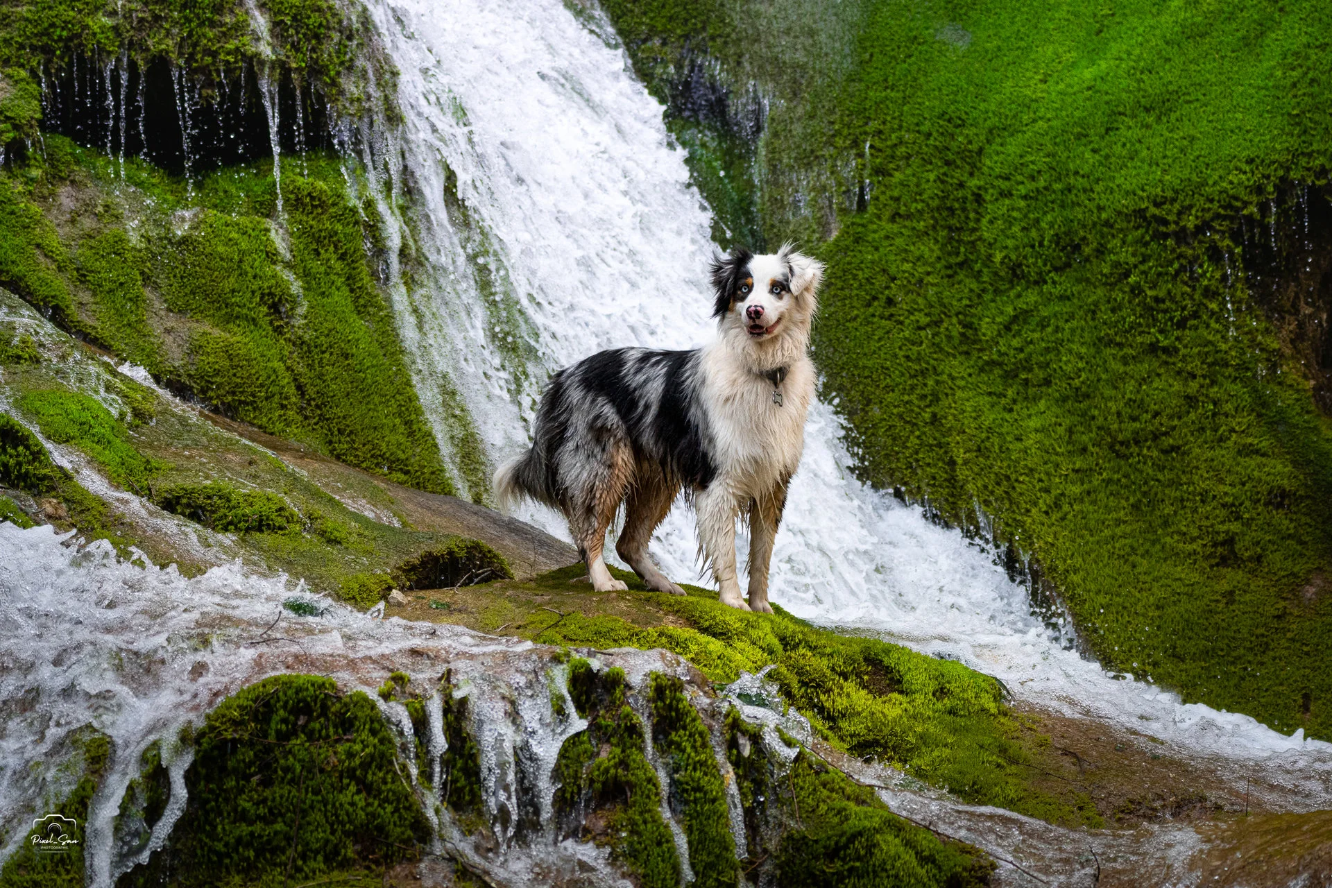 Séance photo chien proche de la nature – Drôme
