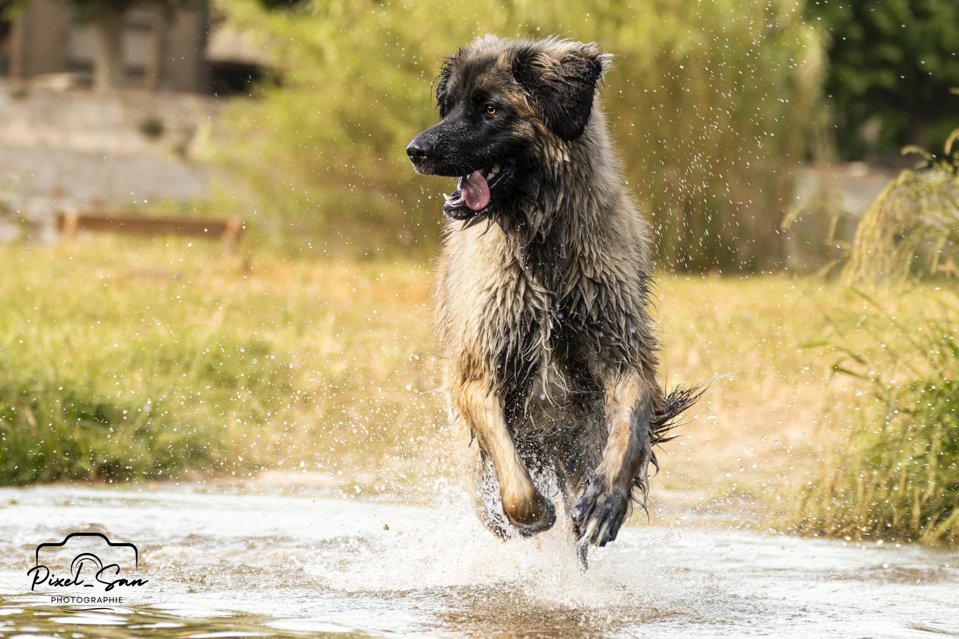 photo-canine-nature-drome-pixelsan