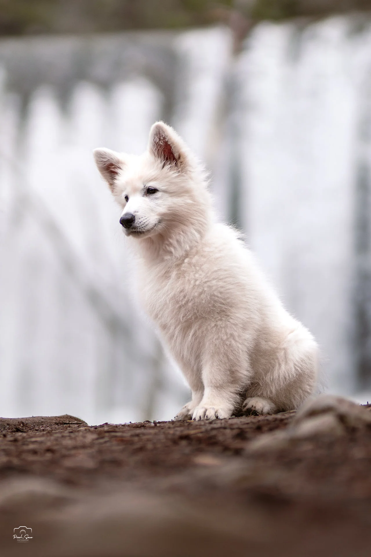 photo-canine-nature-pixelsan