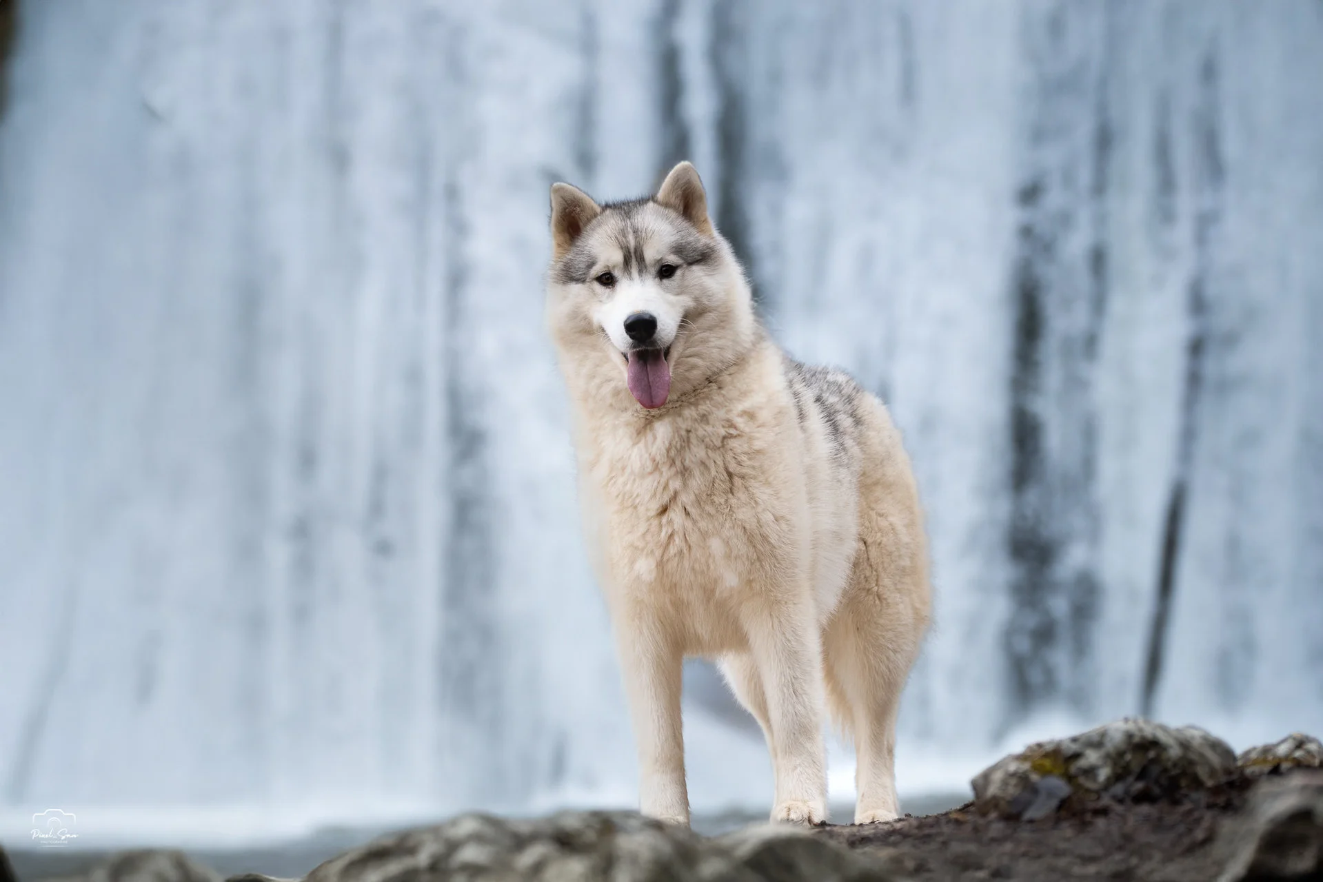 photo-chien-cascade-drome-pixelsan