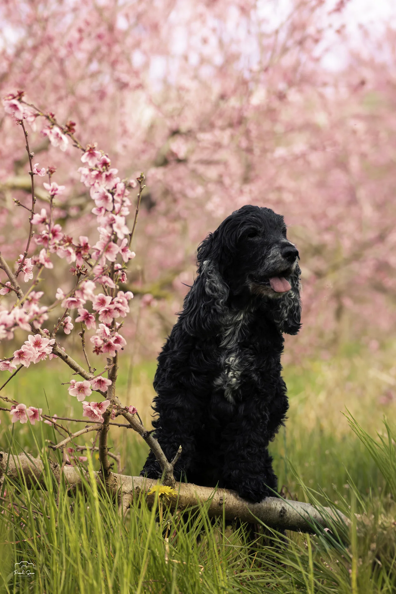 photo-chien-drome-provencale-pixelsan