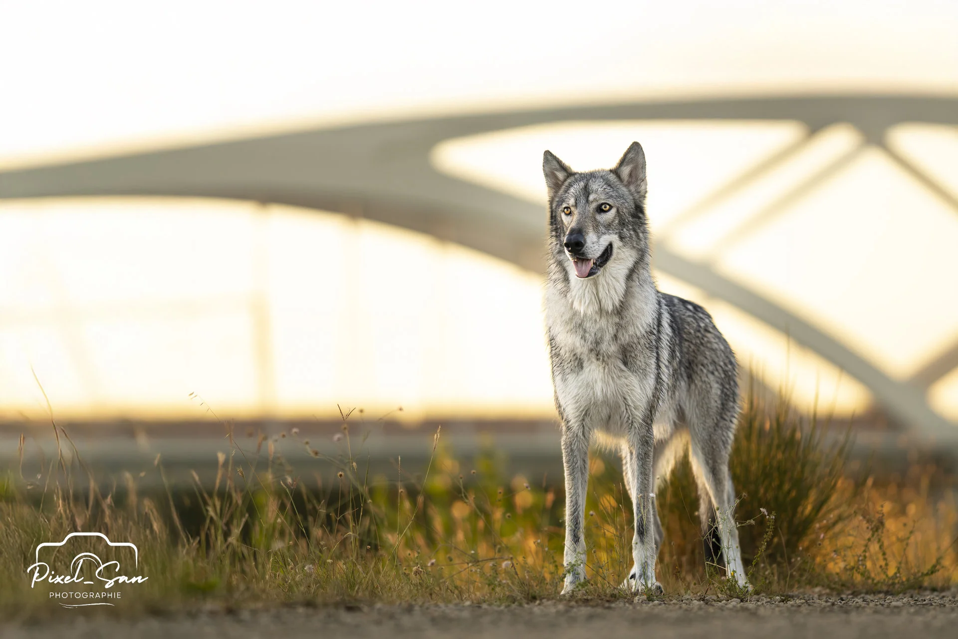 photo-chien-exterieur-drome-pixelsan