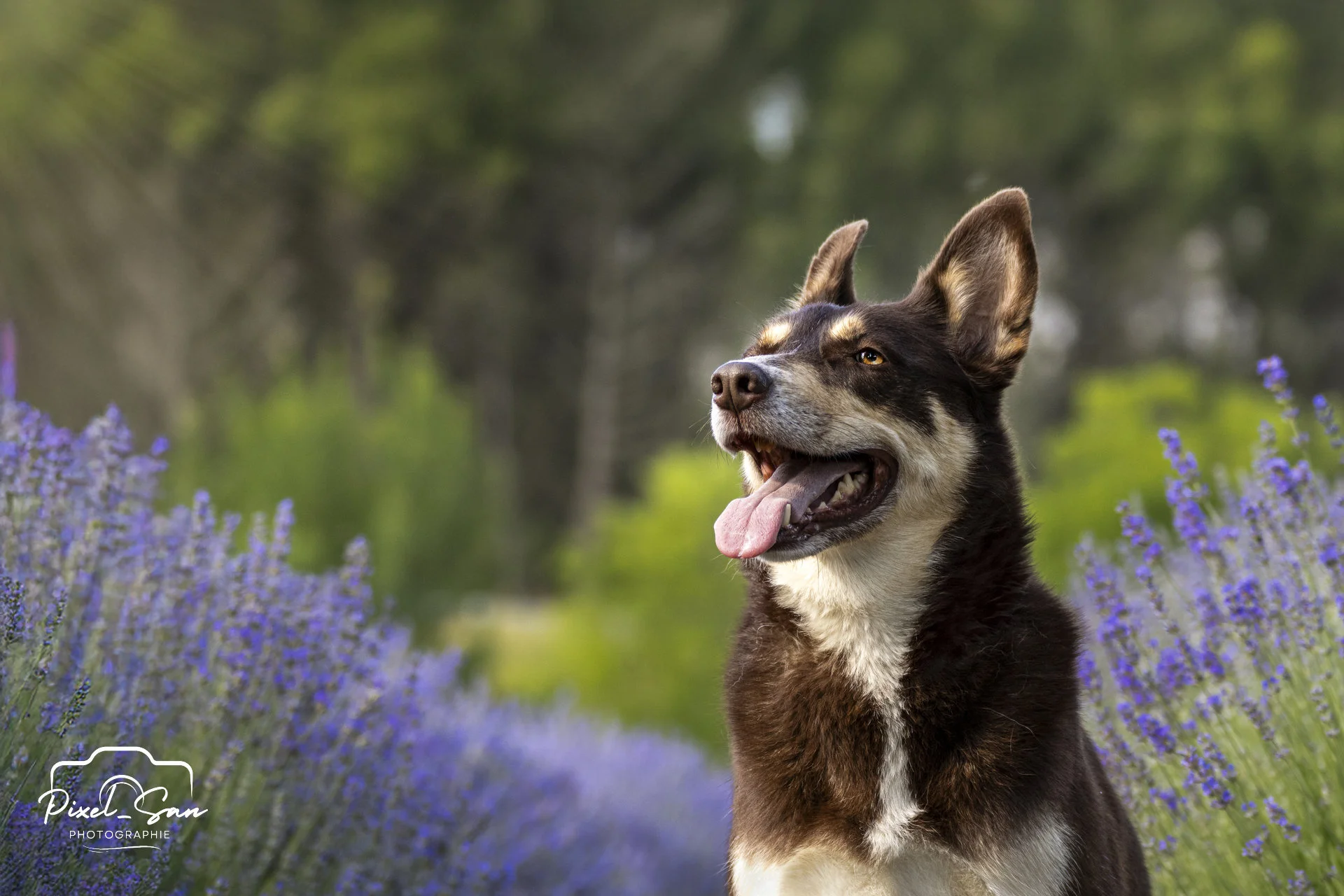 photo-chien-exterieur-lavandes-pixelsan