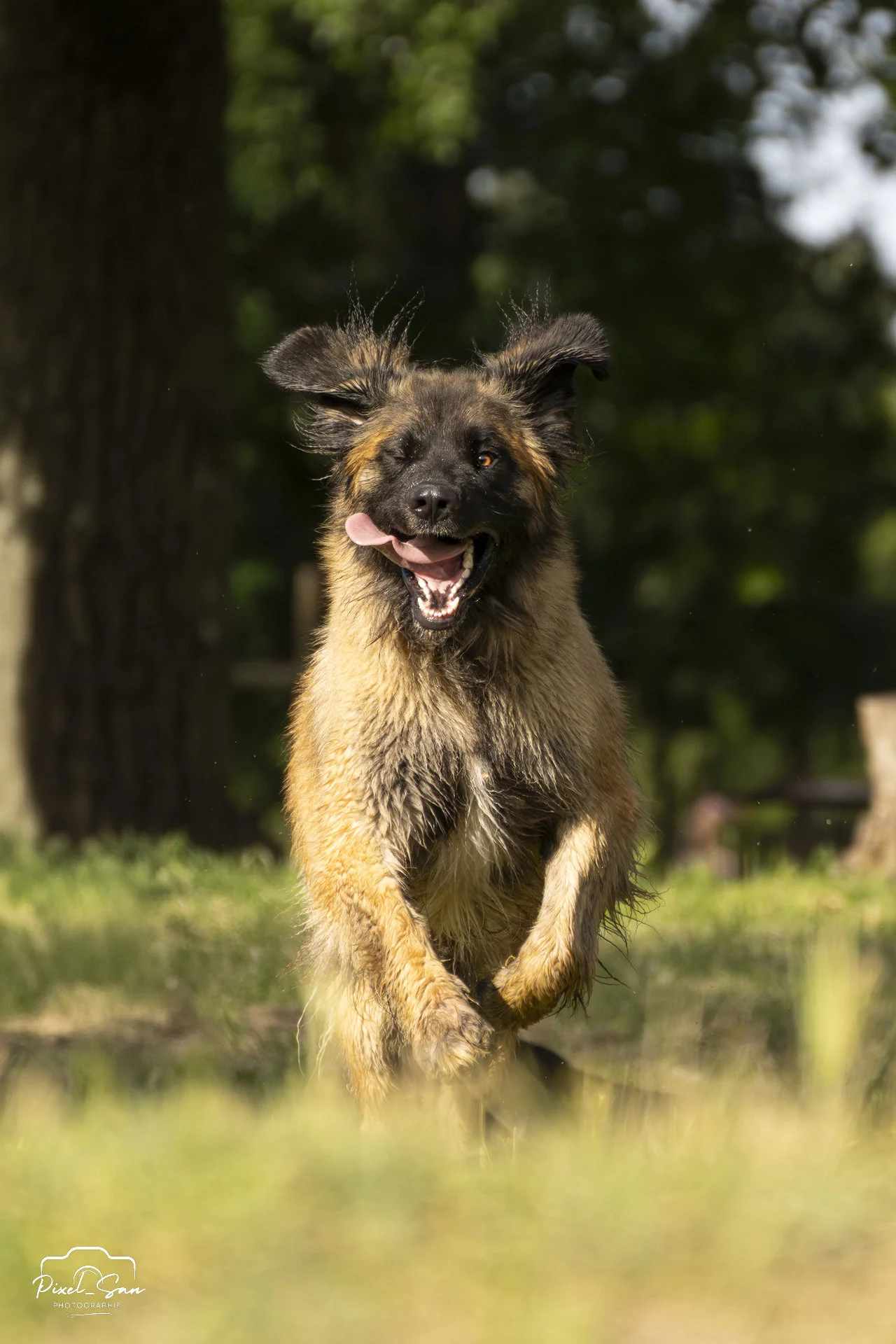 photo-chien-exterieur-piexelsan