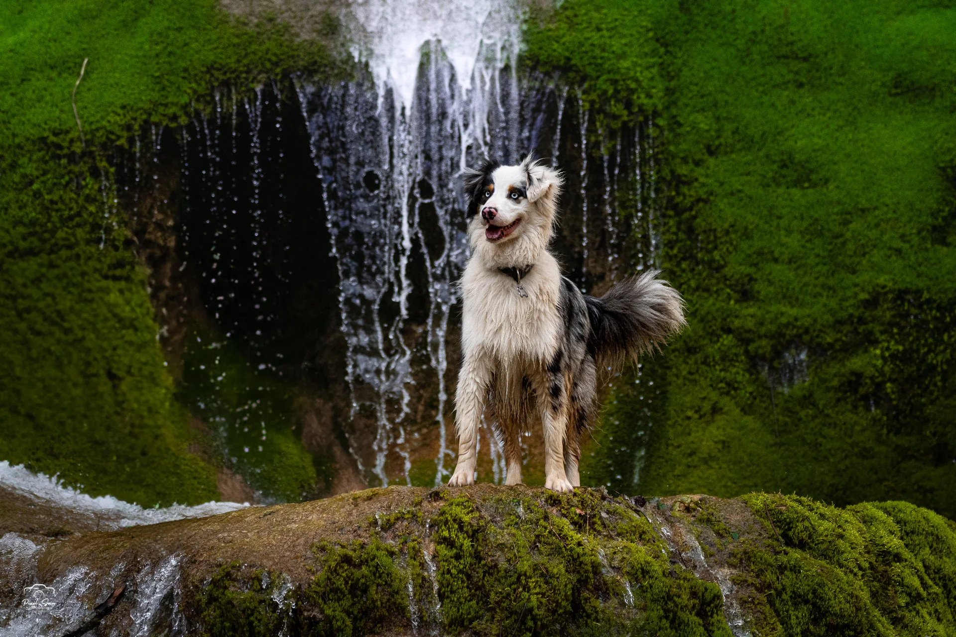photo-chien-foret-cascade-pixelsan