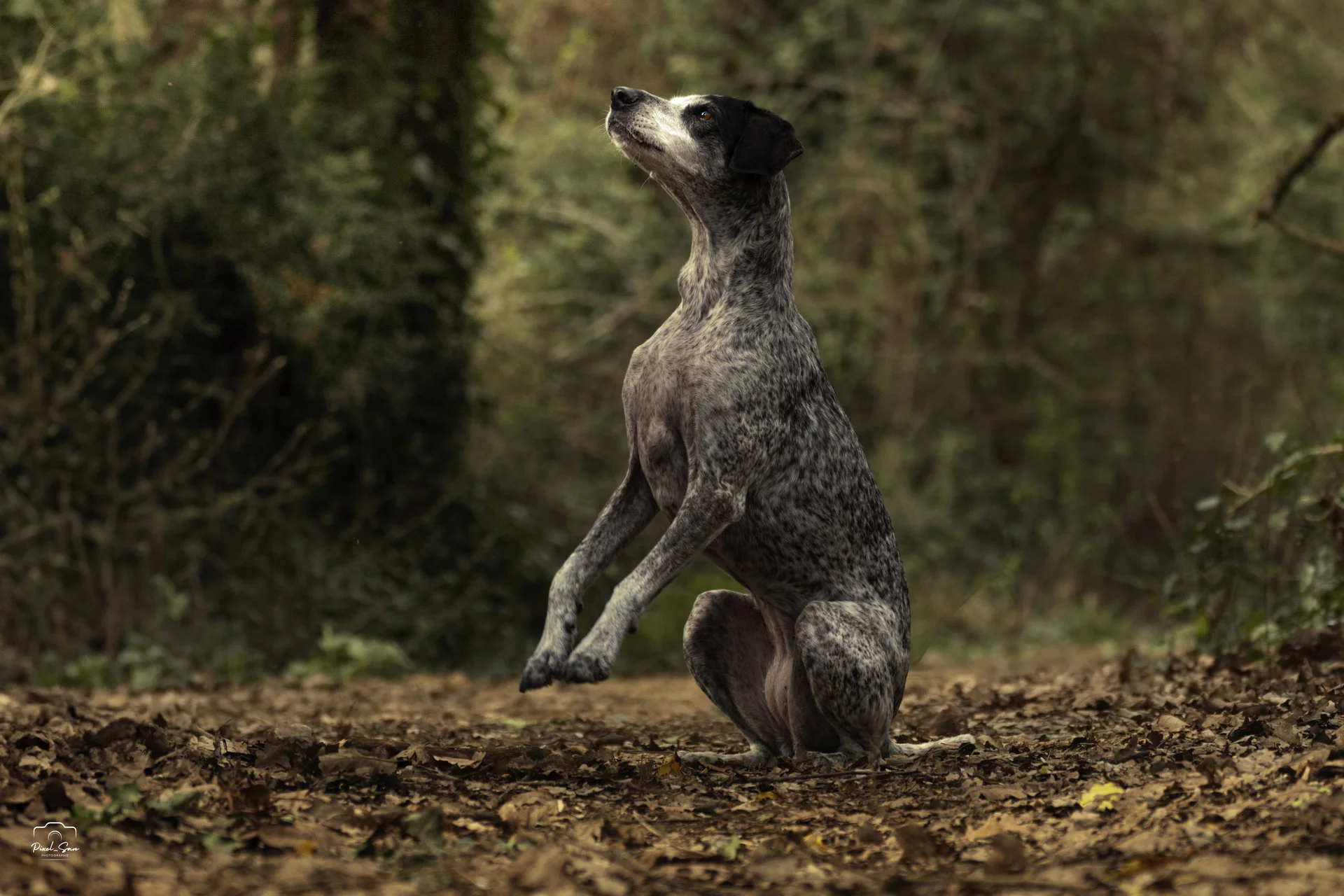 photo-chien-foret-drome-pixelsan