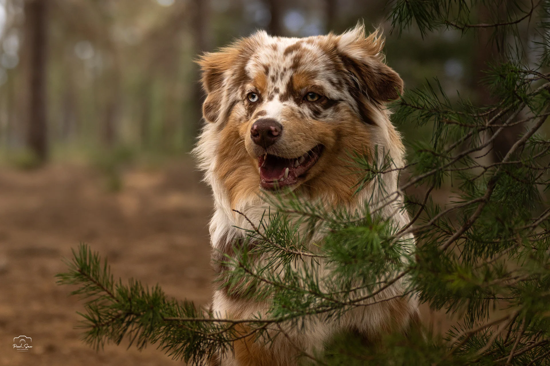 Séance photo chien sur un chemin forestier – Drôme