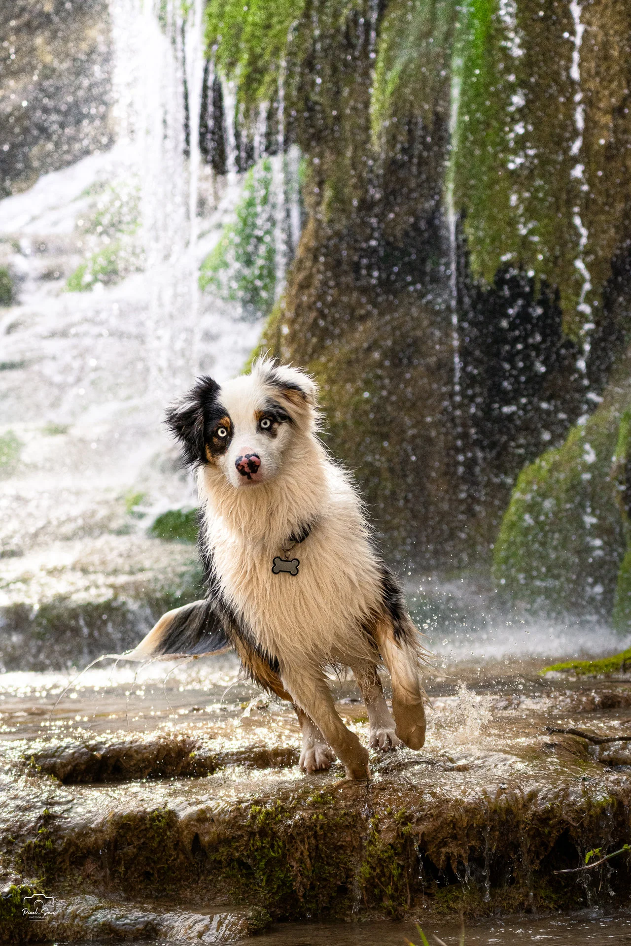 photo-chien-nature-cascade-pixelsan