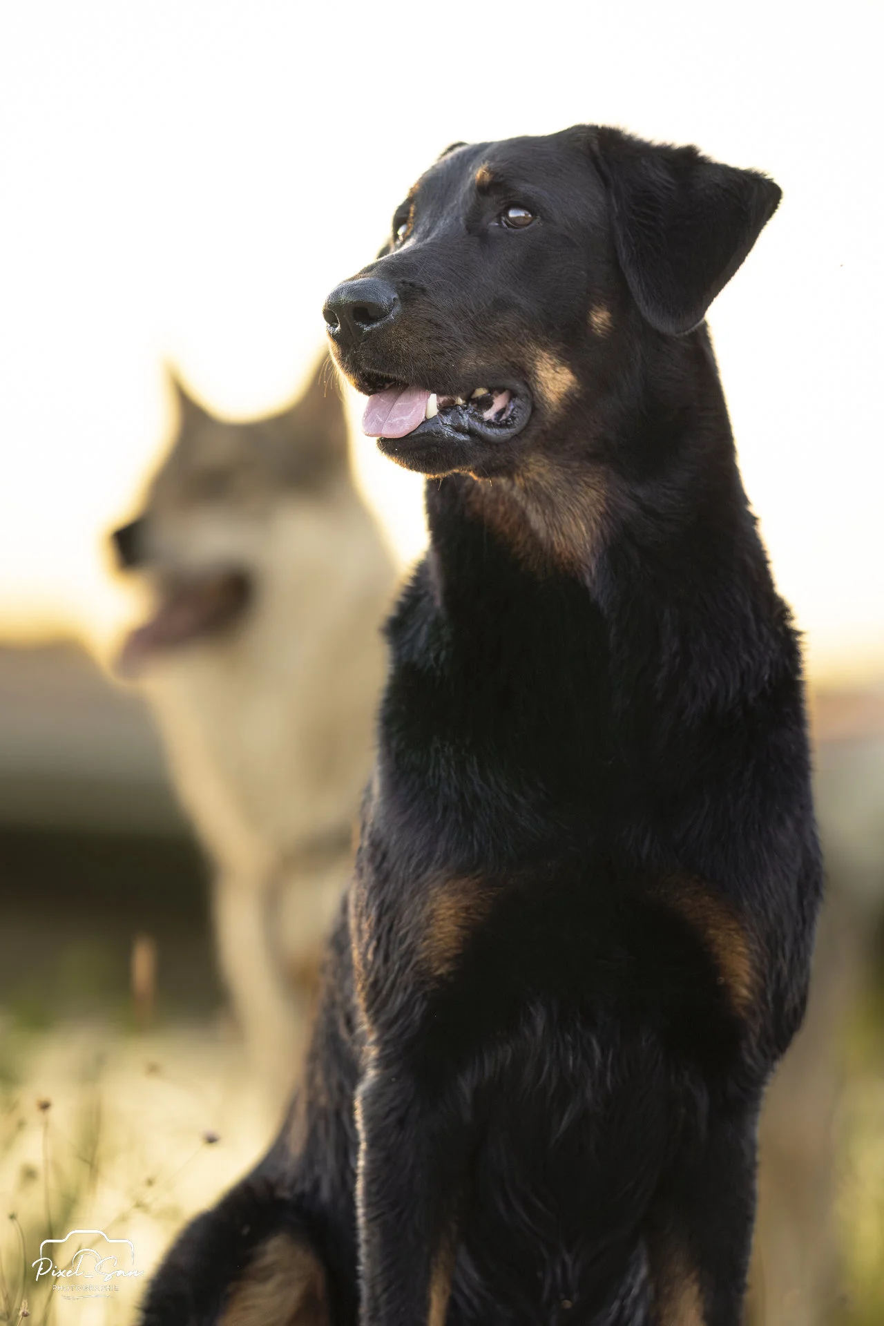 photo-chien-nature-drome-pixelsan