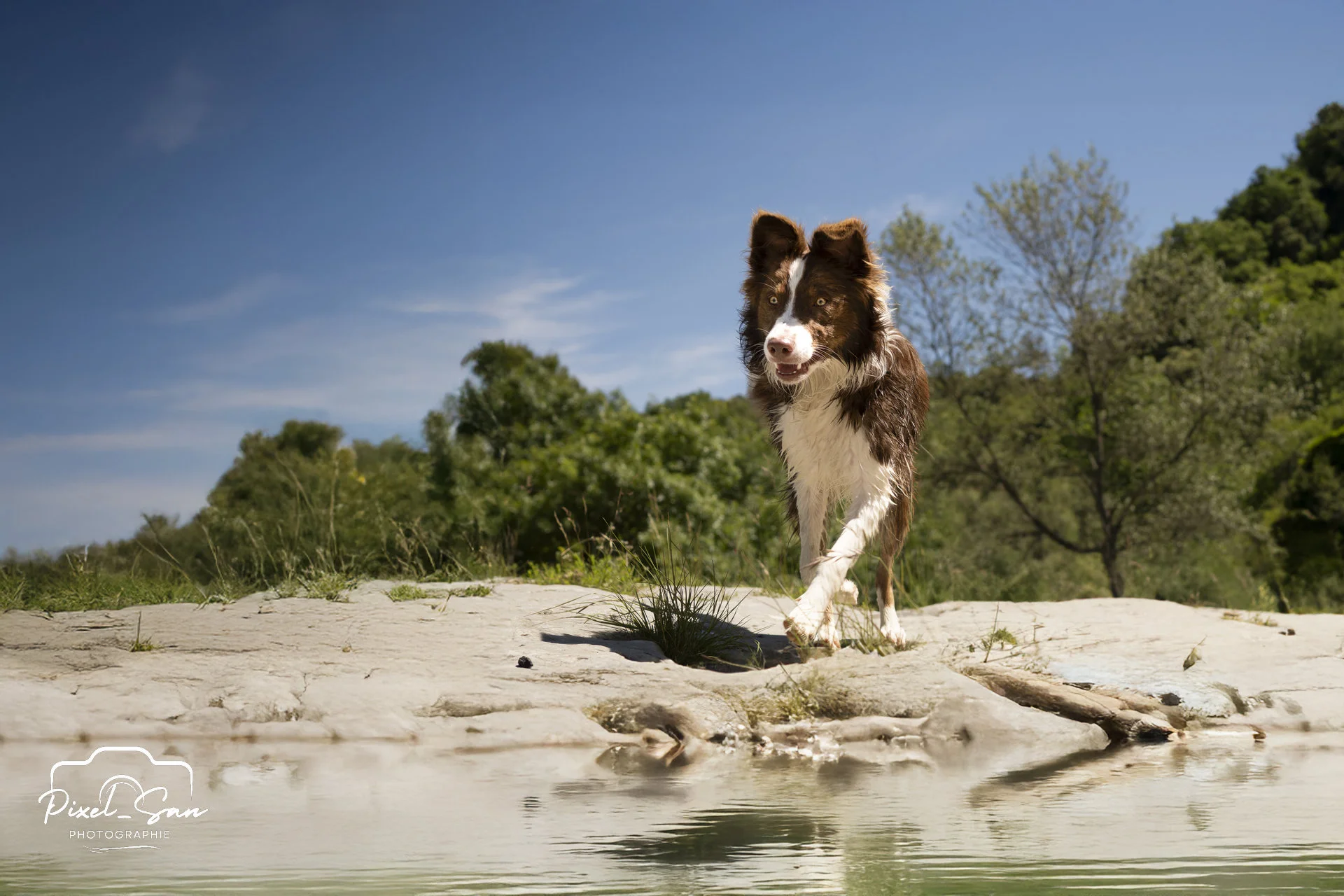 photo-chien-riviere-ardeche-pixelsan