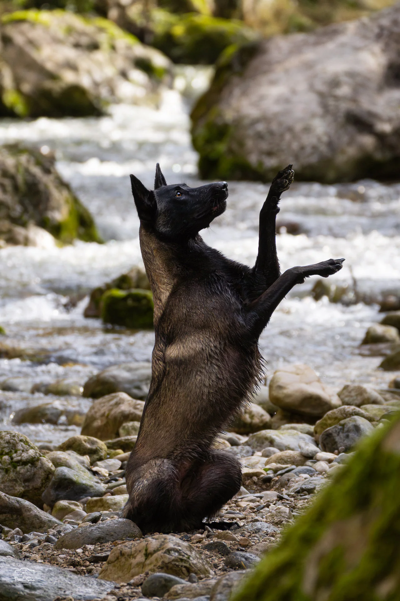 photo-chien-riviere-drome-pixelsan