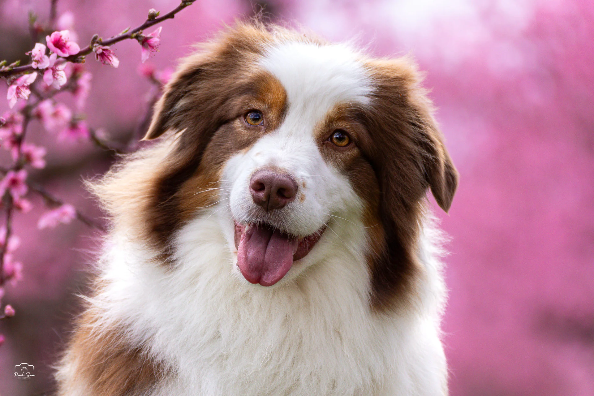 photo-portrait-chein-nature-pixelsan