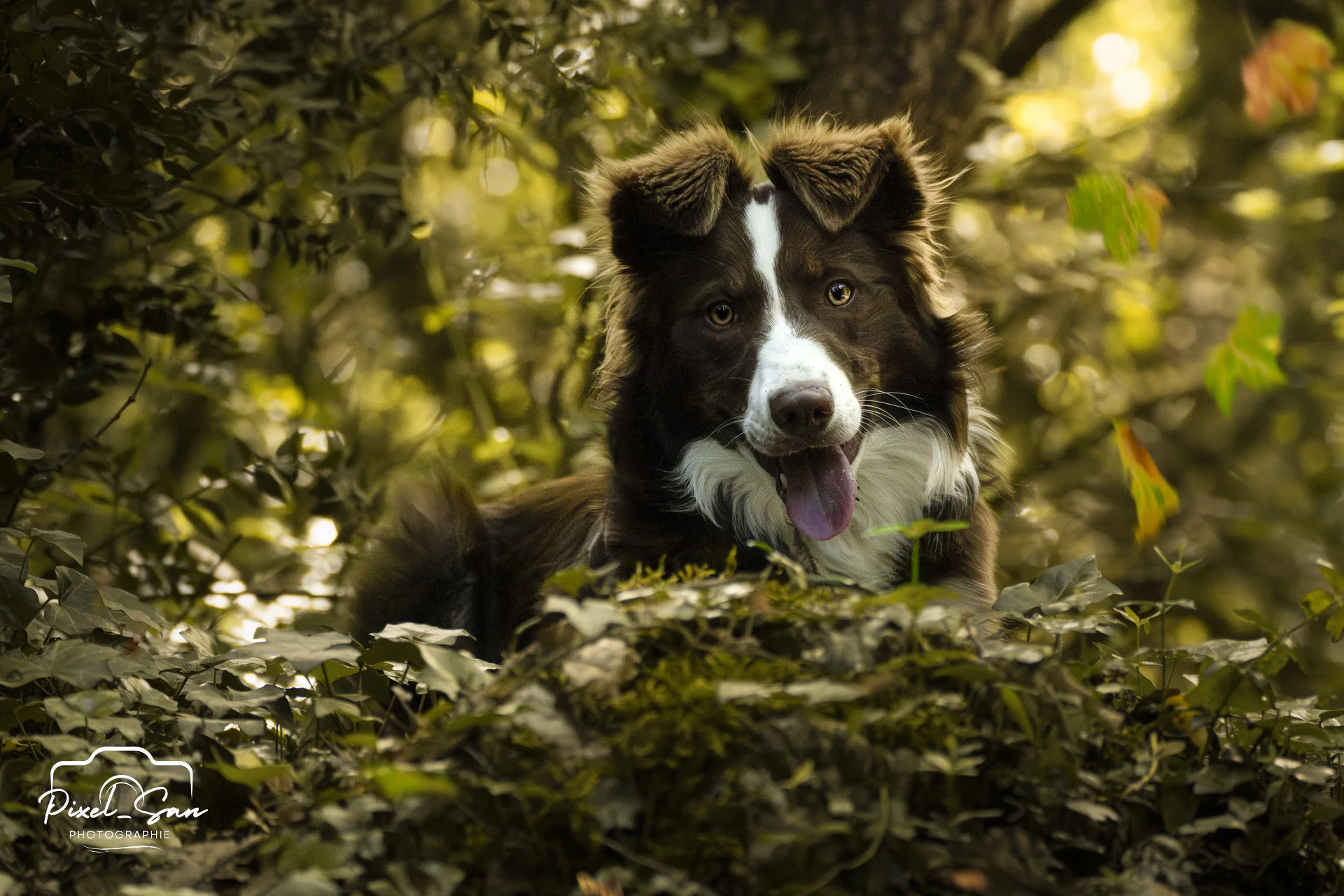 photo-portrait-chien-foret-ardeche-pixelsan