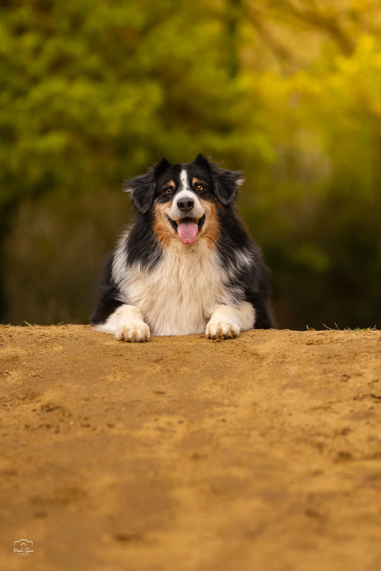 photo-portrait-chien-nature-drome-pixelsan