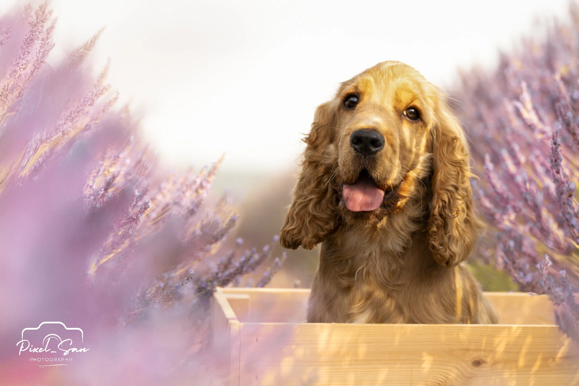 photo-portrait-nature-lavandes-pixelsan