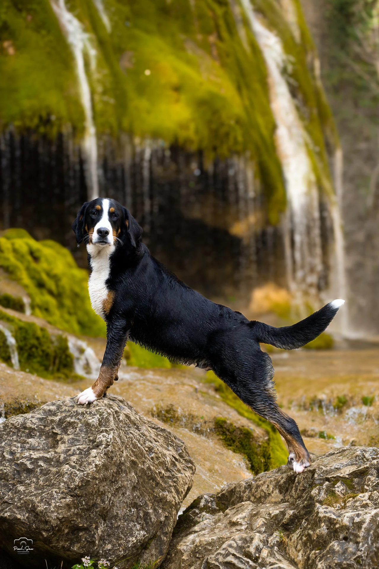 photograhie-chien-nature-foret-pixelsan