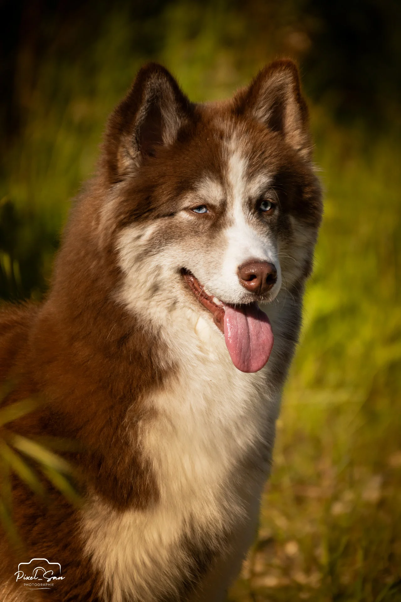 photographie-canine-exterieur-drome-pixelsan