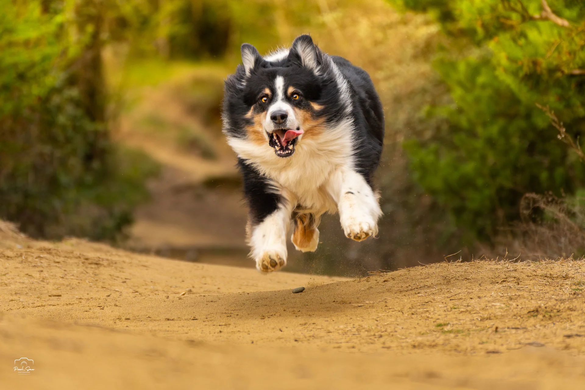 photographie-canine-nature-drome-pixelsan