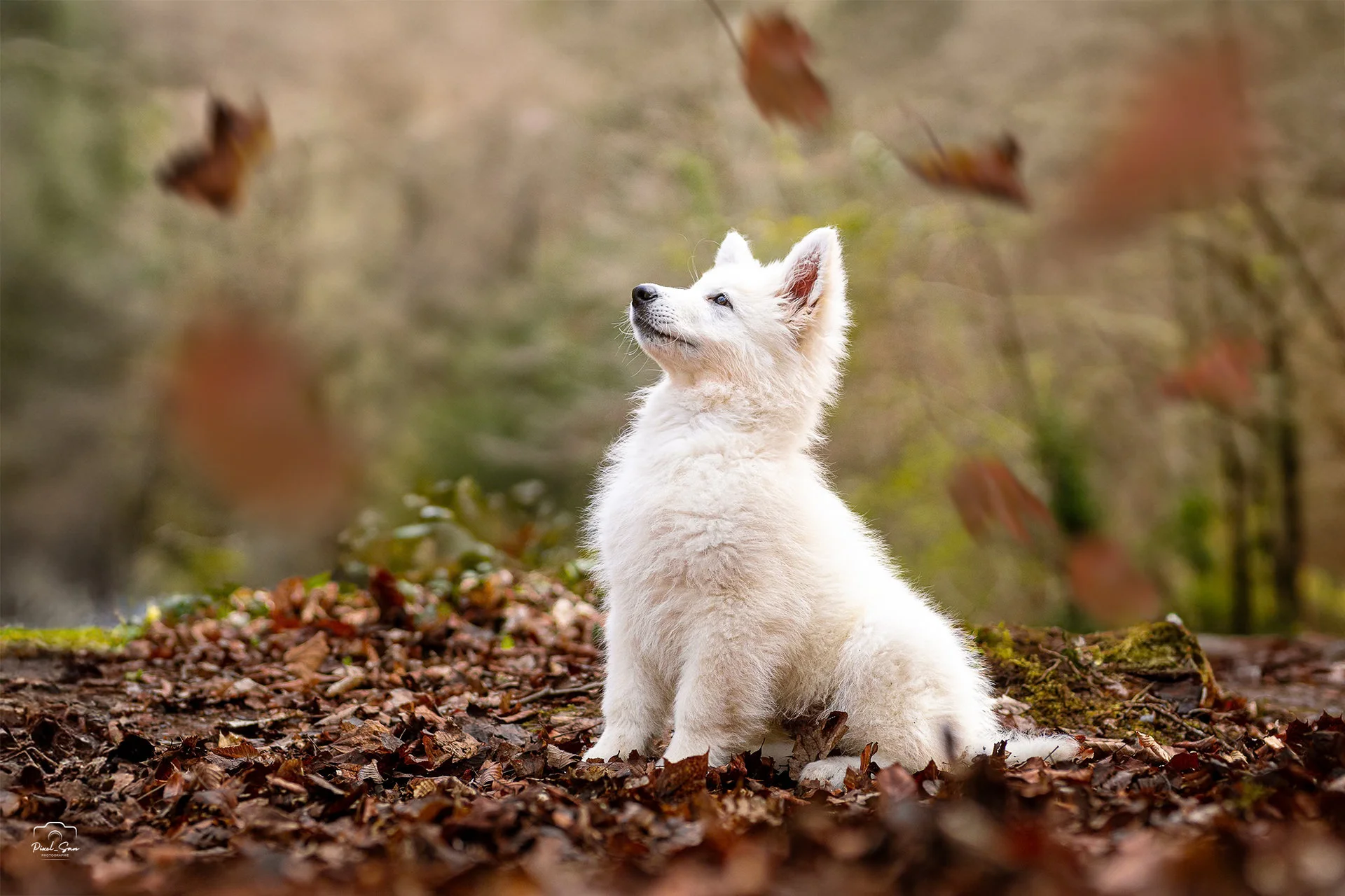 photographie-canine-nature-pixelsan