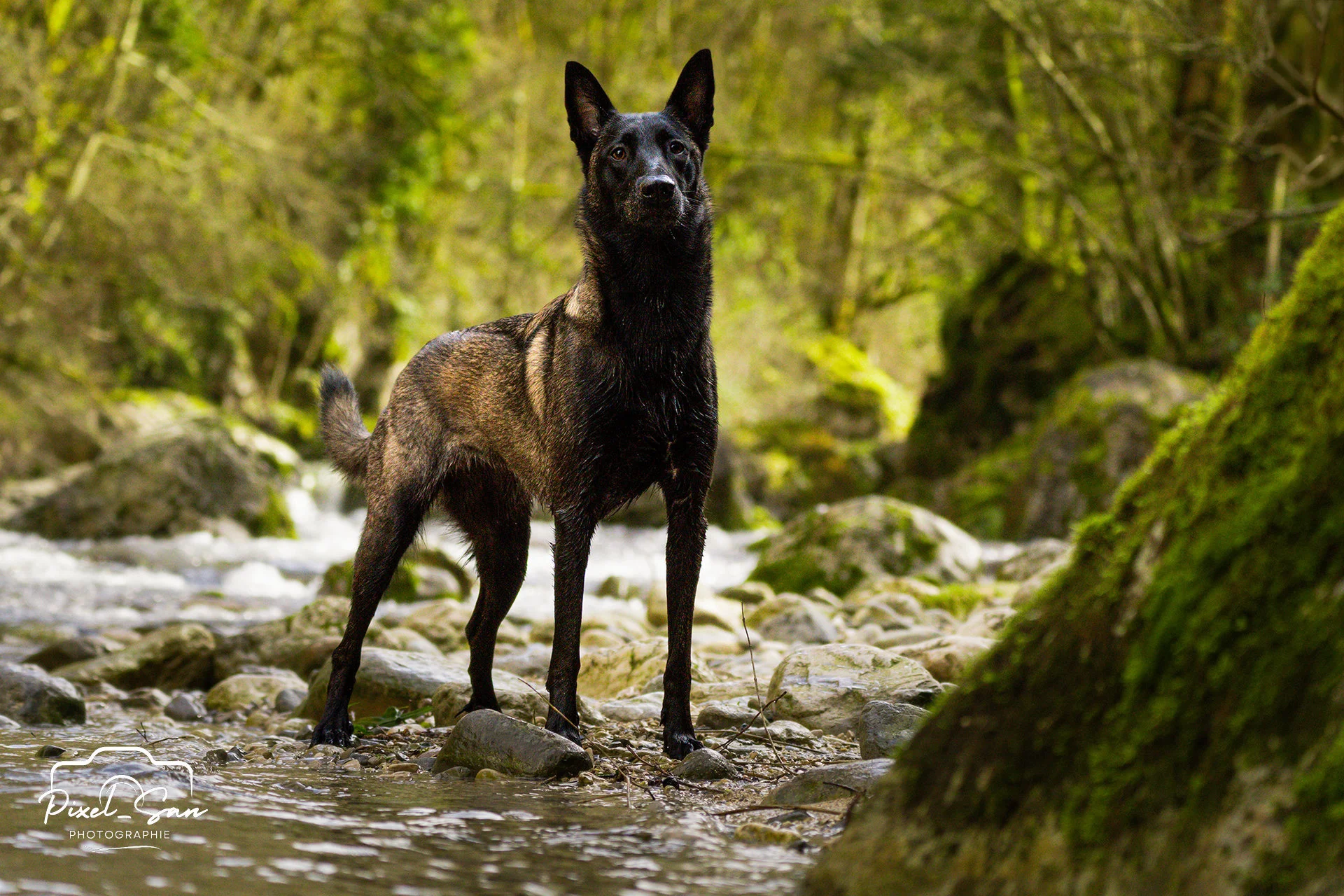 photographie-canine-riviere-pixelsan