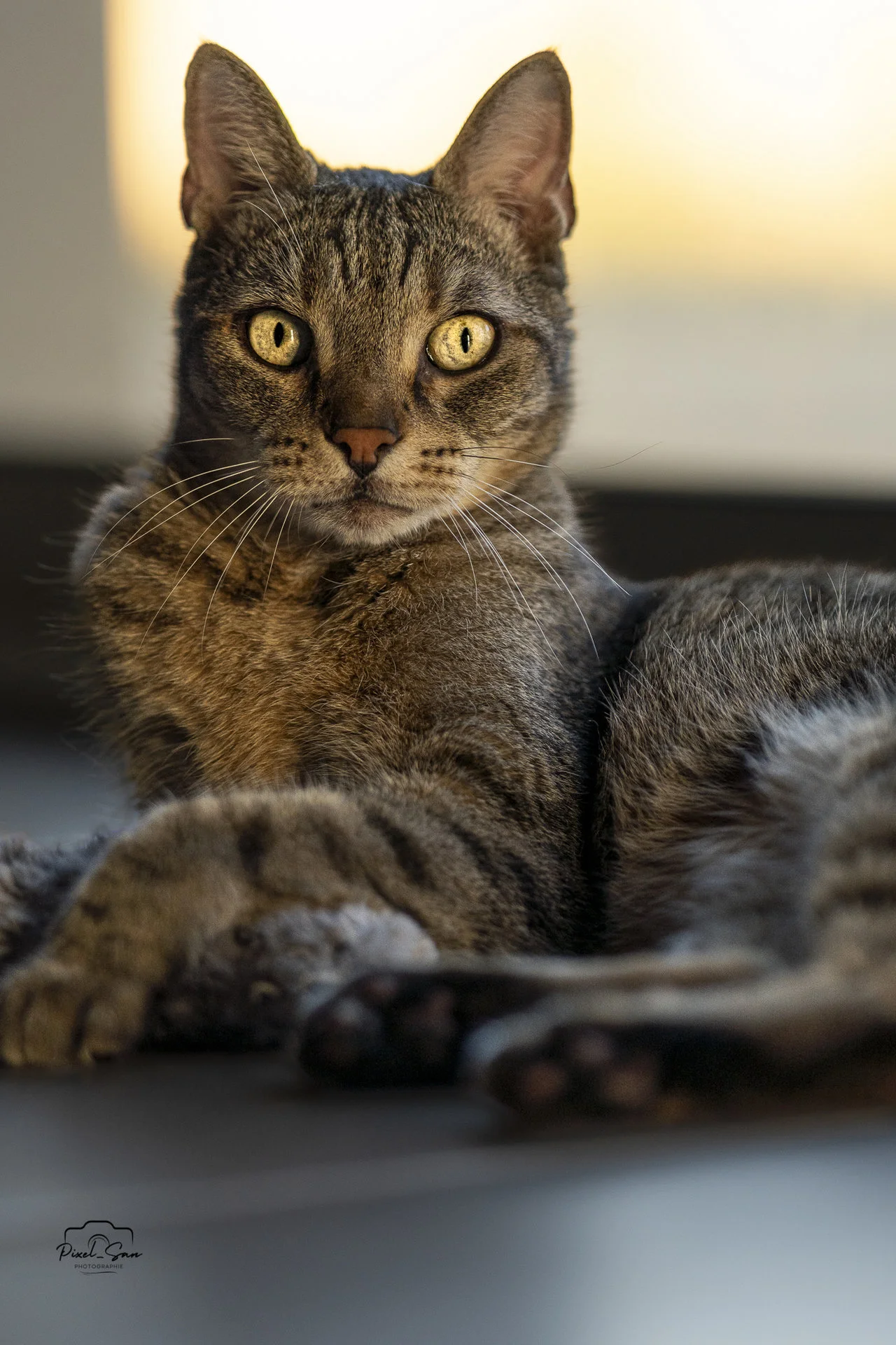 photographie-chat-interieur-drome-pixelsan