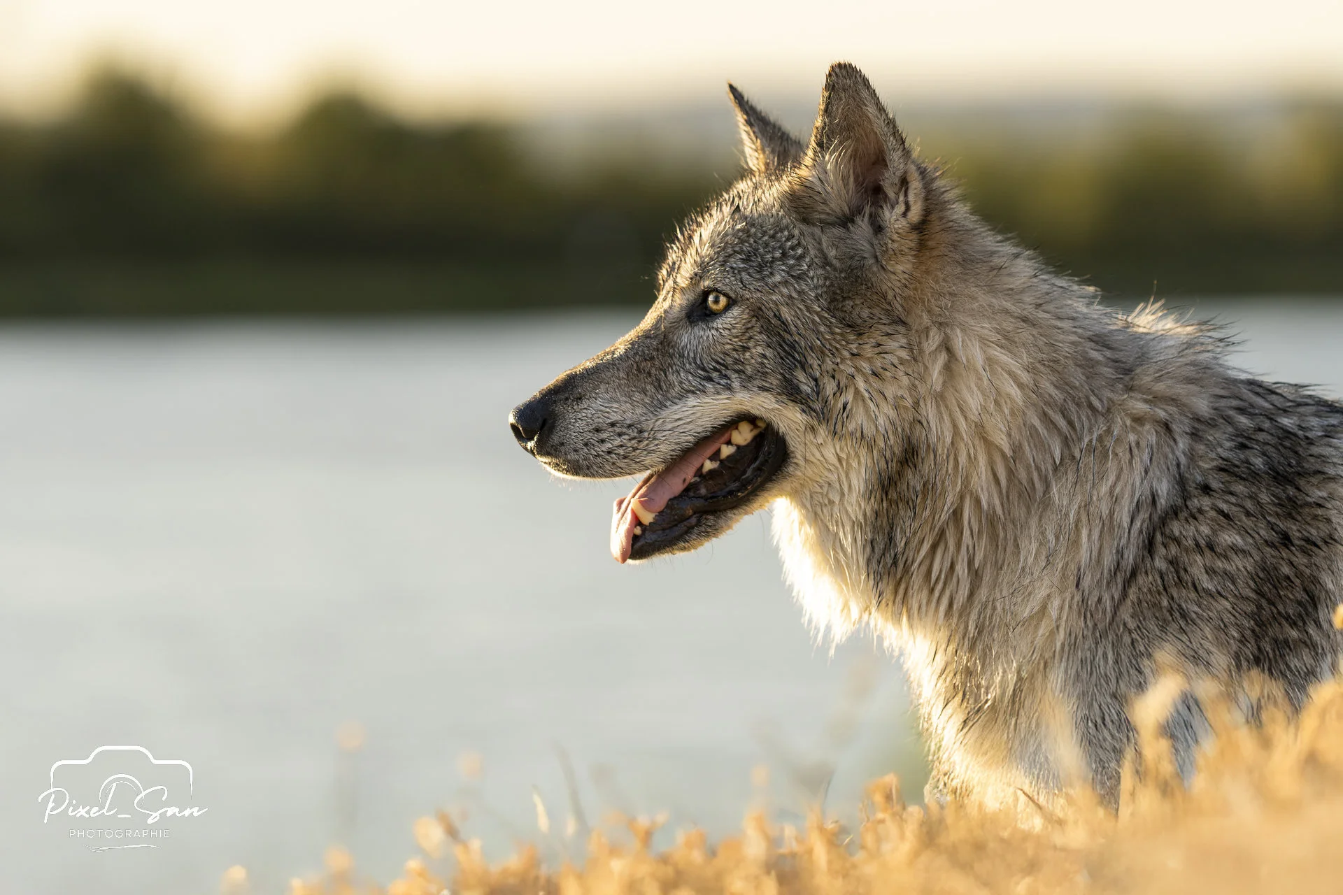 photographie-chien-exterieur-drome-pixelsan