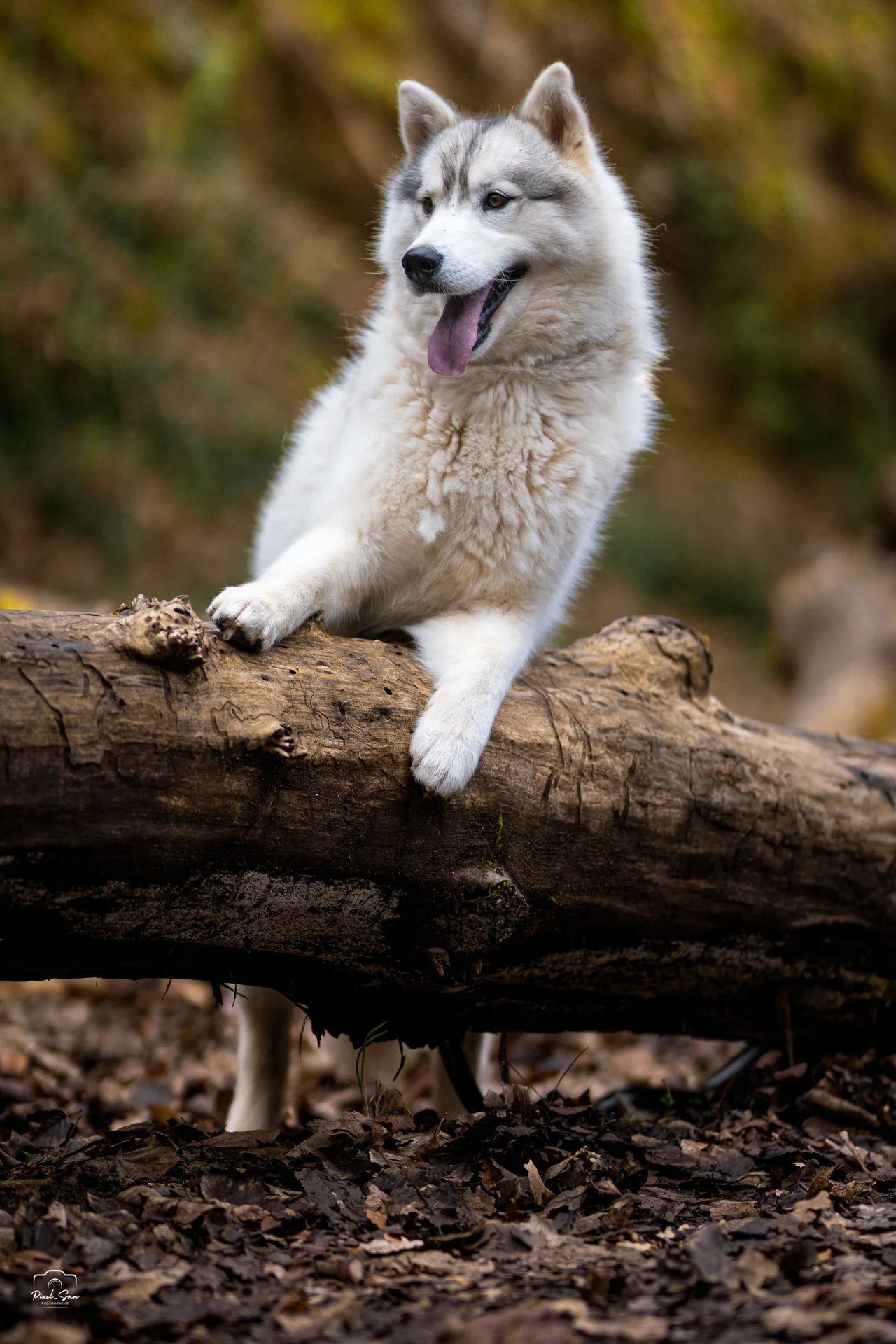 photographie-chien-exterieur-pixelsan