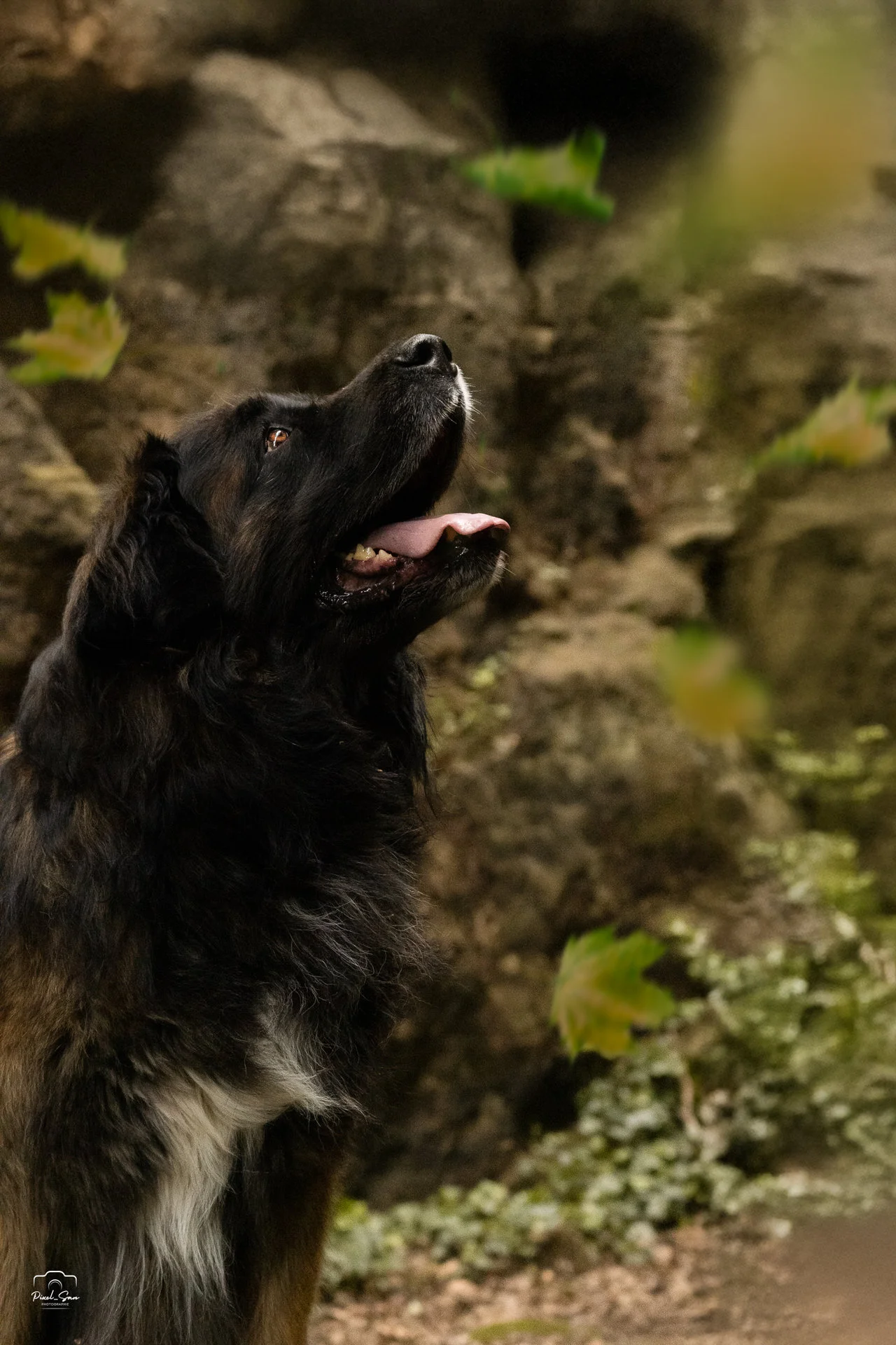 photographie-chien-foret-pixelsan