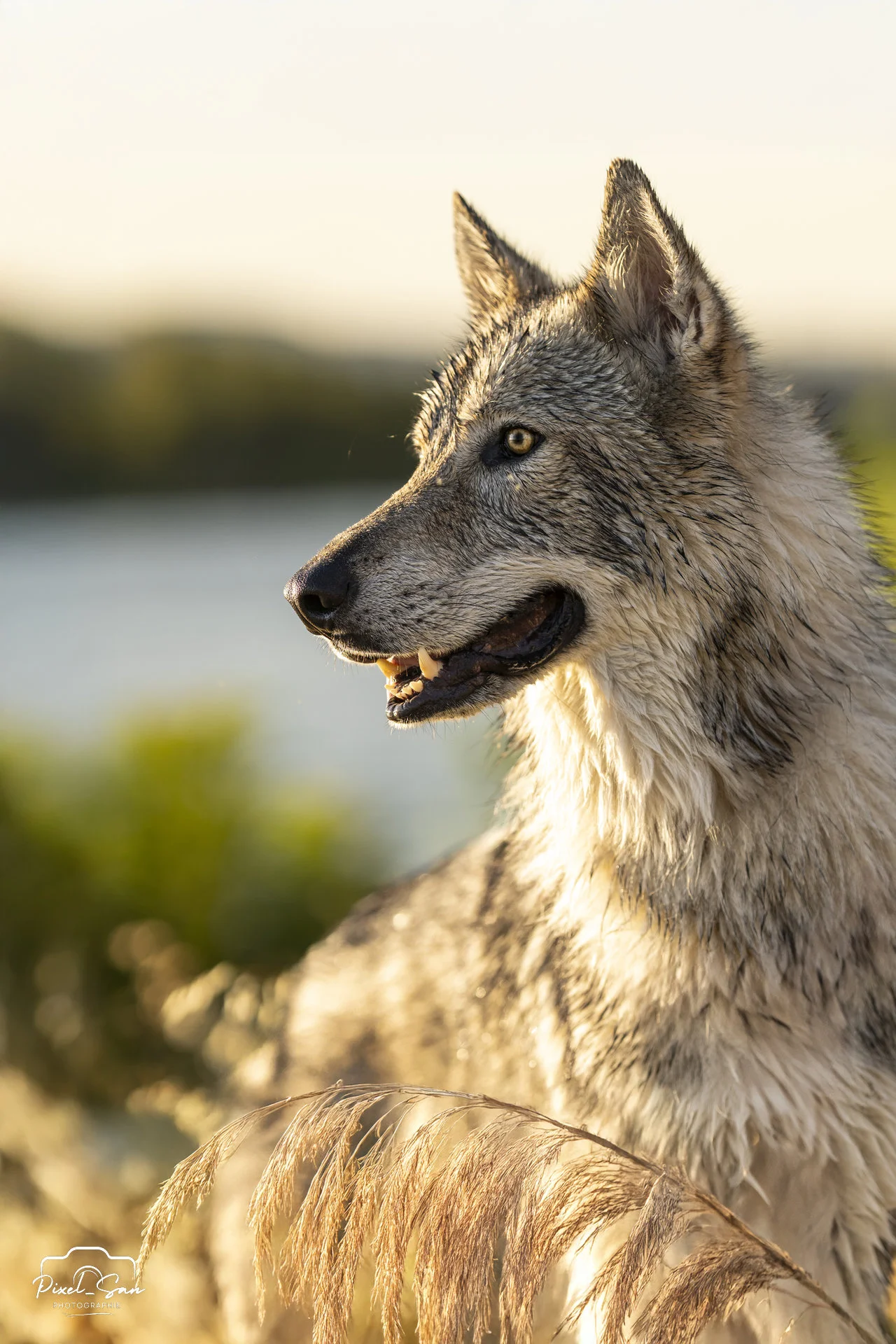 photographie-chien-nature-drome-pixelsan