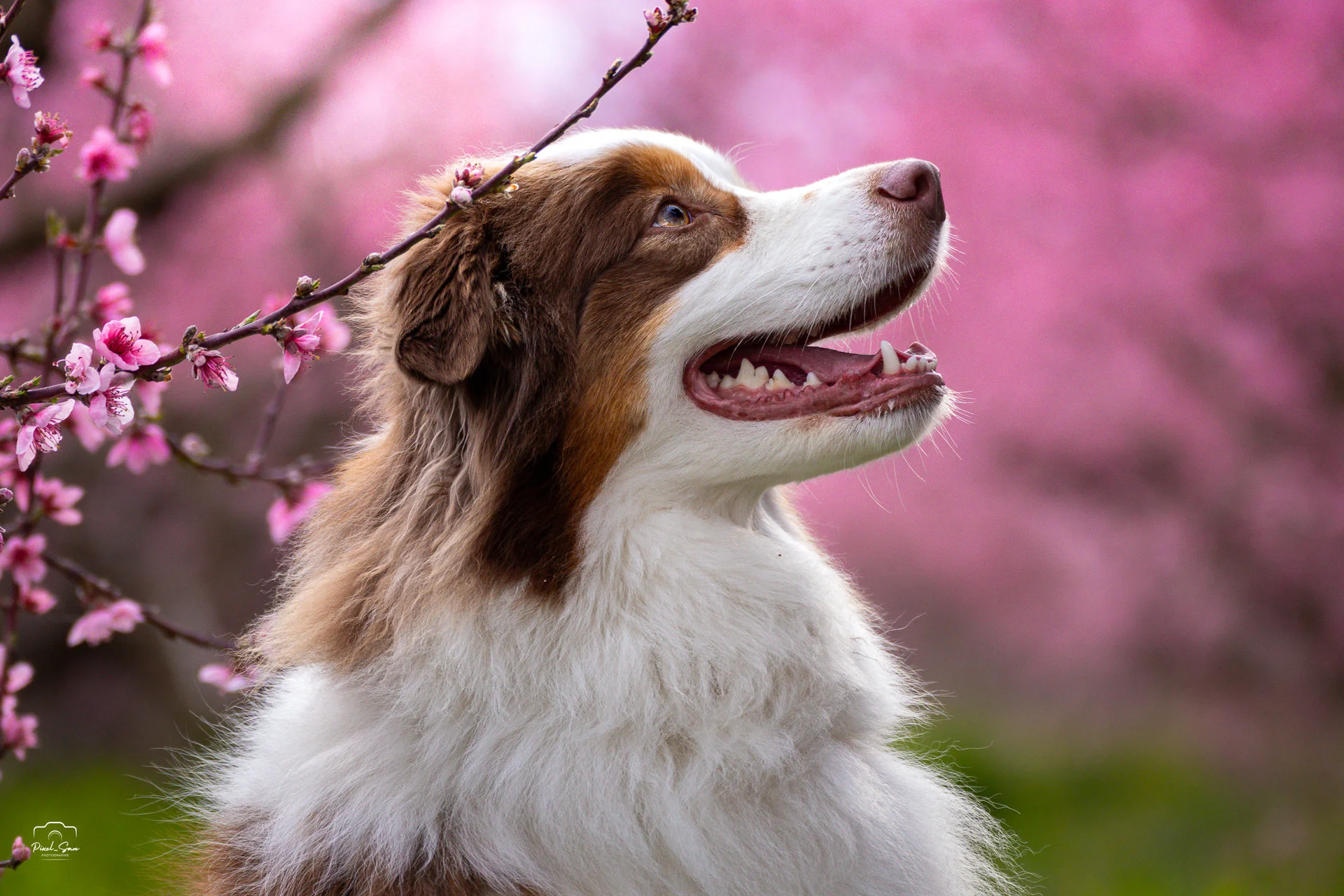 Portrait canin concentré – Ardèche