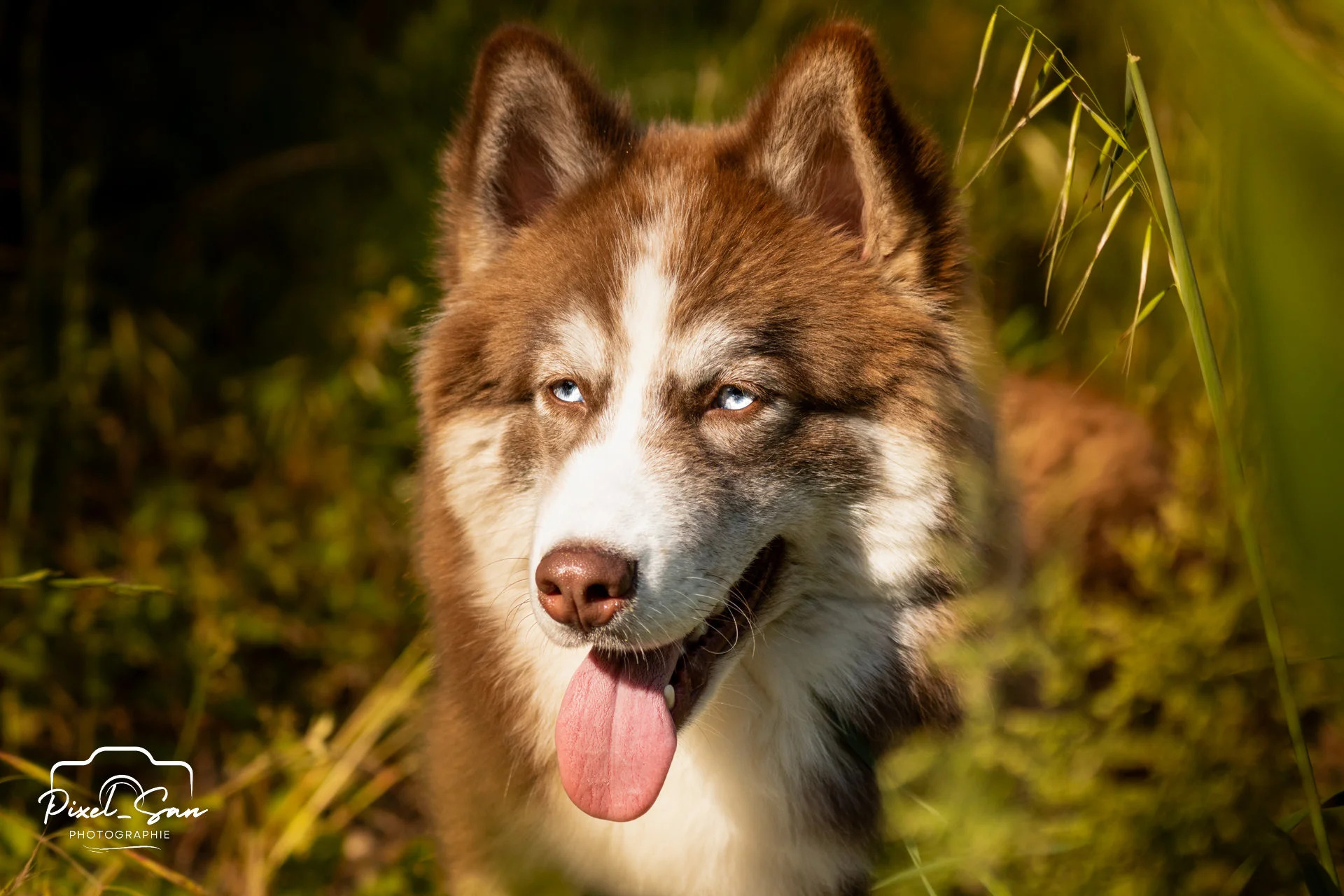 Portrait animalier chaleureux – Drôme